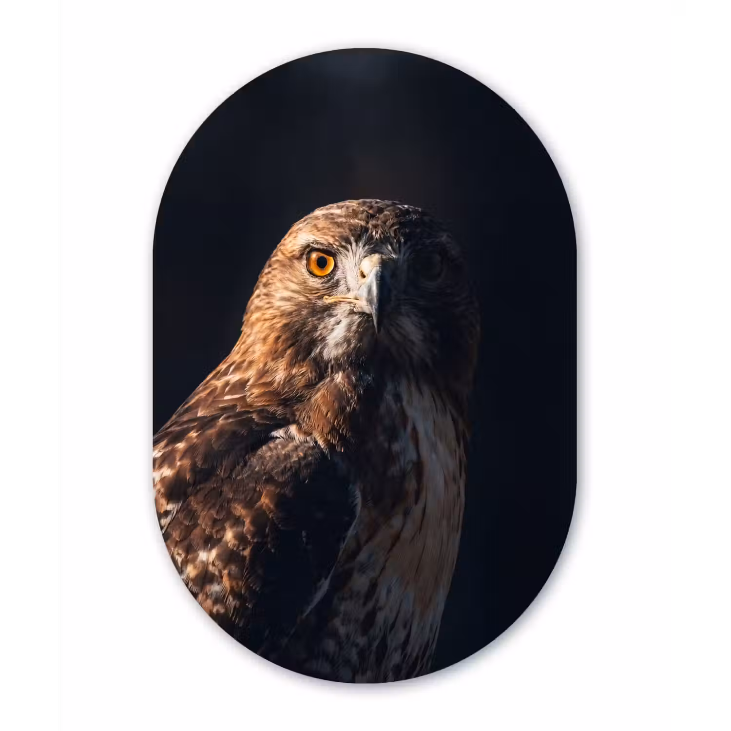 Roofvogel - Buizerd - Bruin Wandcirkel Ovaal Forex klein -3d