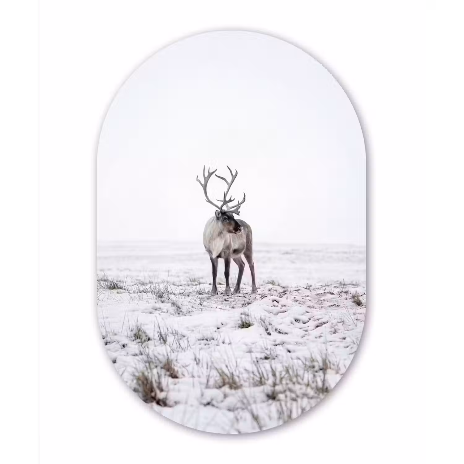 Rendier - Gewei - Sneeuw - Winter Wandcirkel Ovaal Forex klein -3d