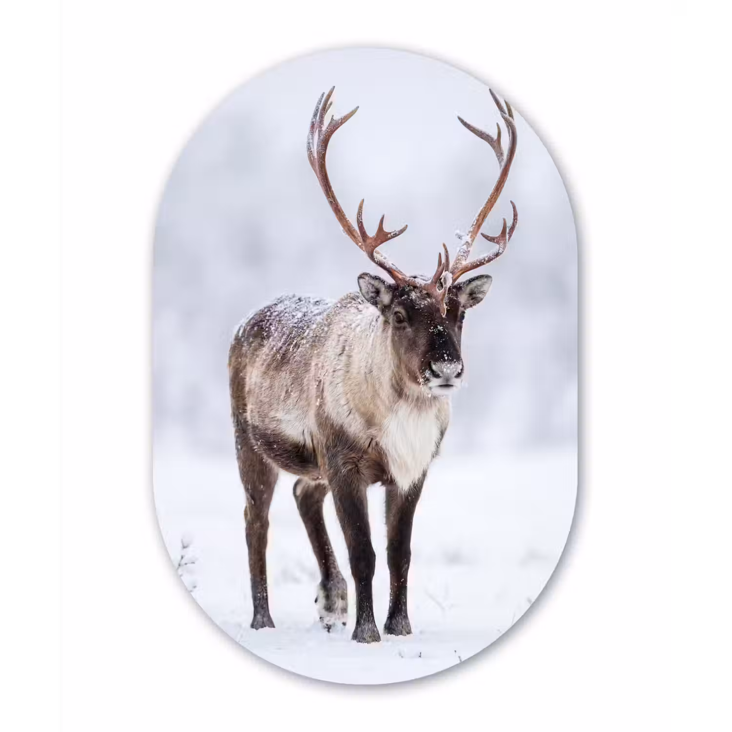 Rendier - Gewei - Toendra - Sneeuw - Wild Wandcirkel Ovaal Forex klein -3d