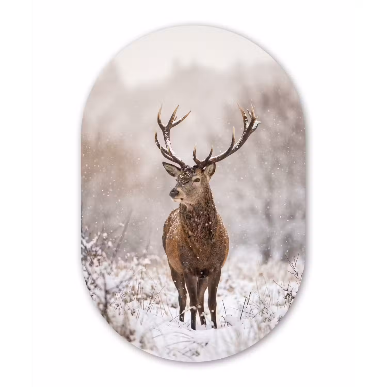 Edelhert - Bos - Sneeuw - Winter - Majestueus Wandcirkel Ovaal Forex klein -3d