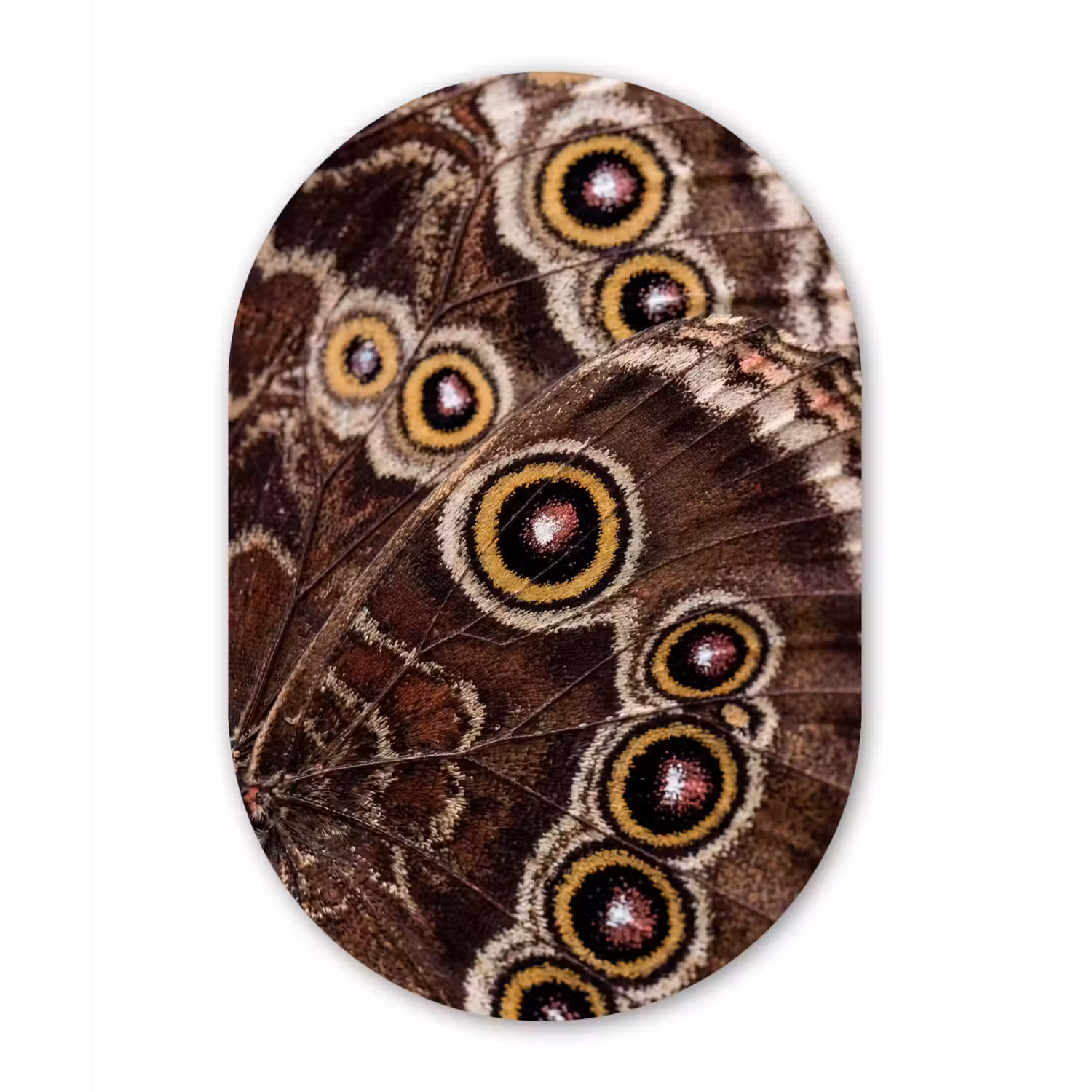 Vlinder - Vleugel - Abstract Wandcirkel Ovaal Forex klein -3d