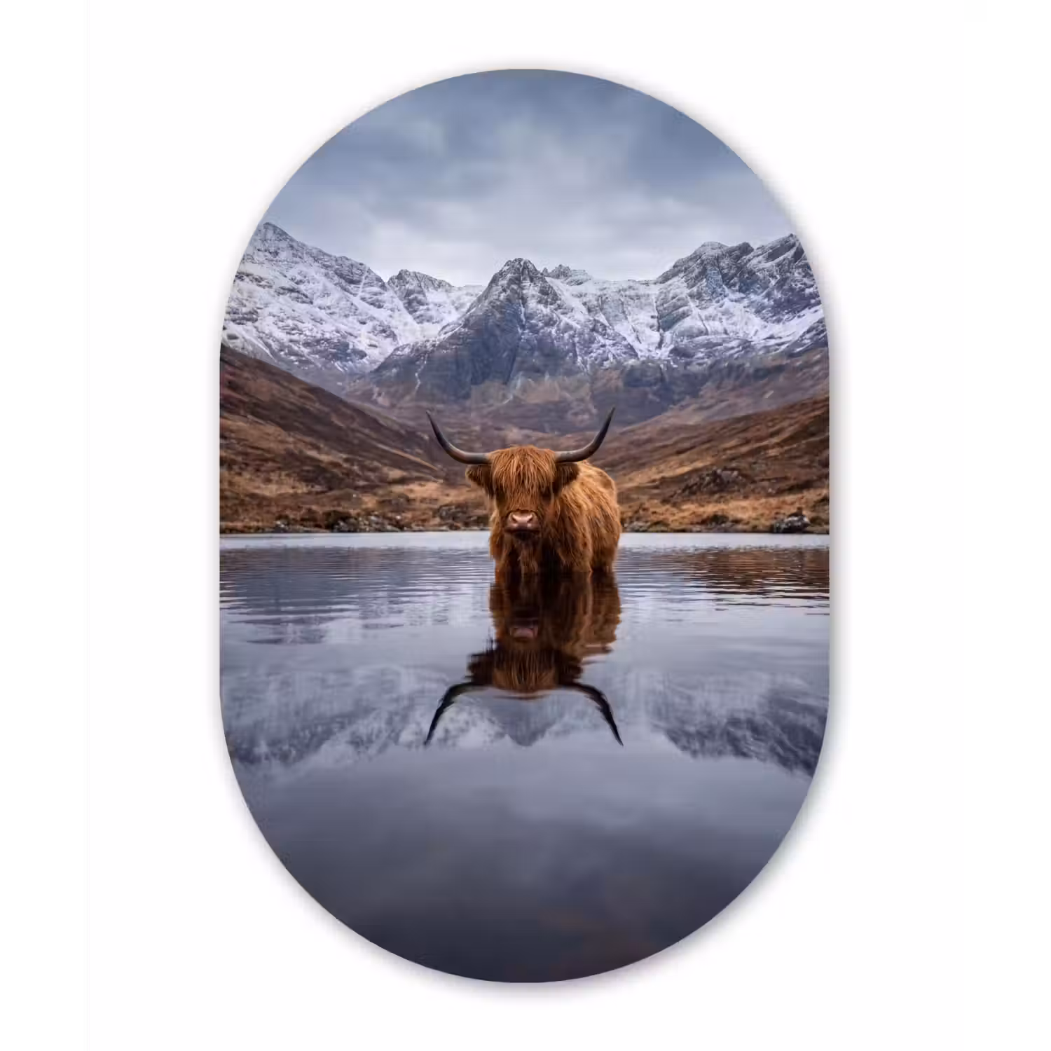 Schotse hooglander - Bruin - Water Wandcirkel Ovaal Forex klein -3d