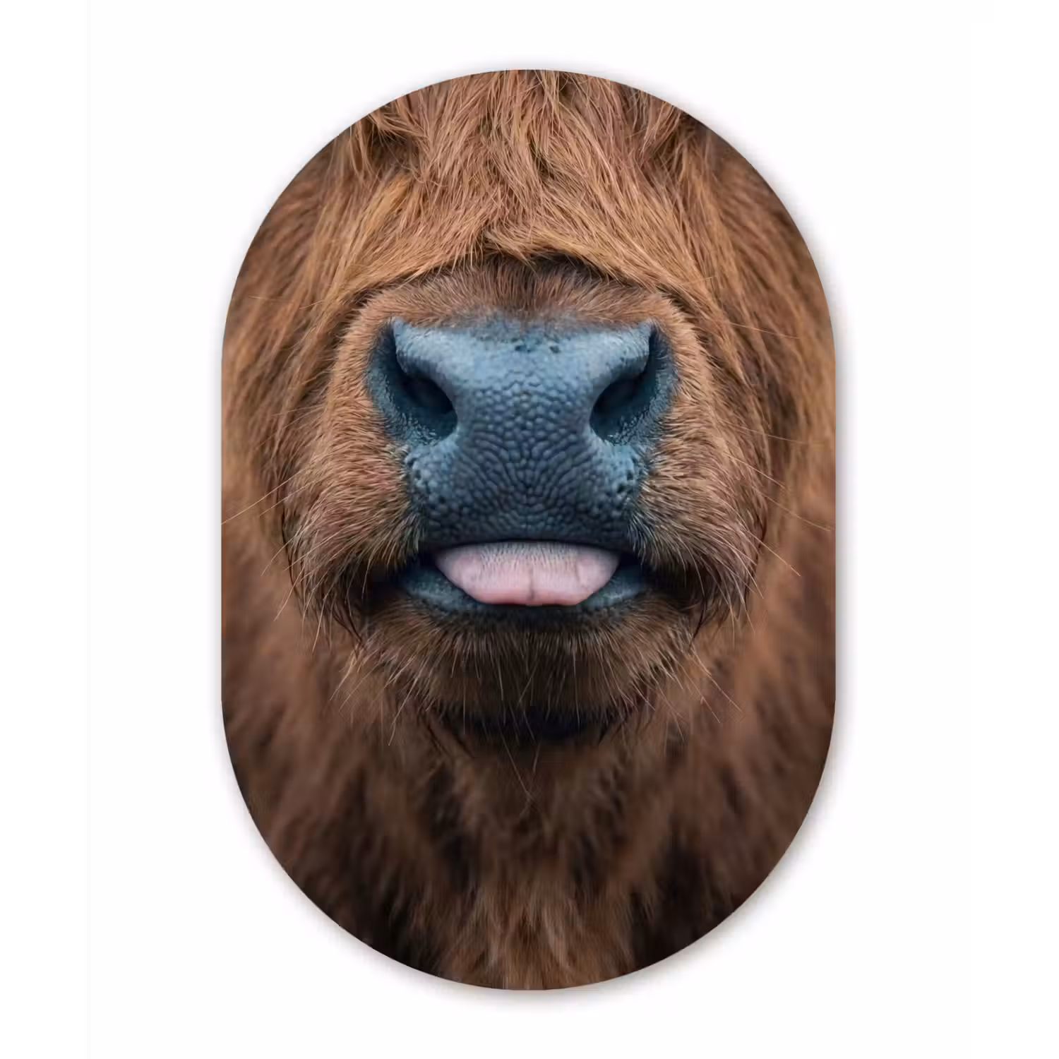 Schotse hooglander - Neus - Bruin Wandcirkel Ovaal Forex klein -3d