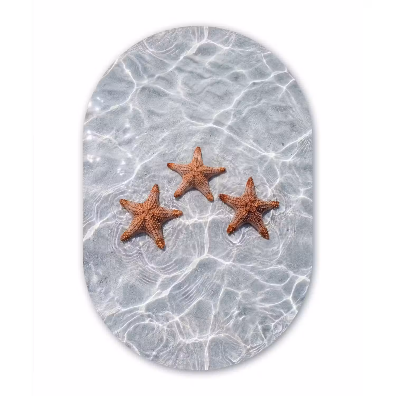 Zeesterren - Water - Helder Wandcirkel Ovaal Forex klein -3d