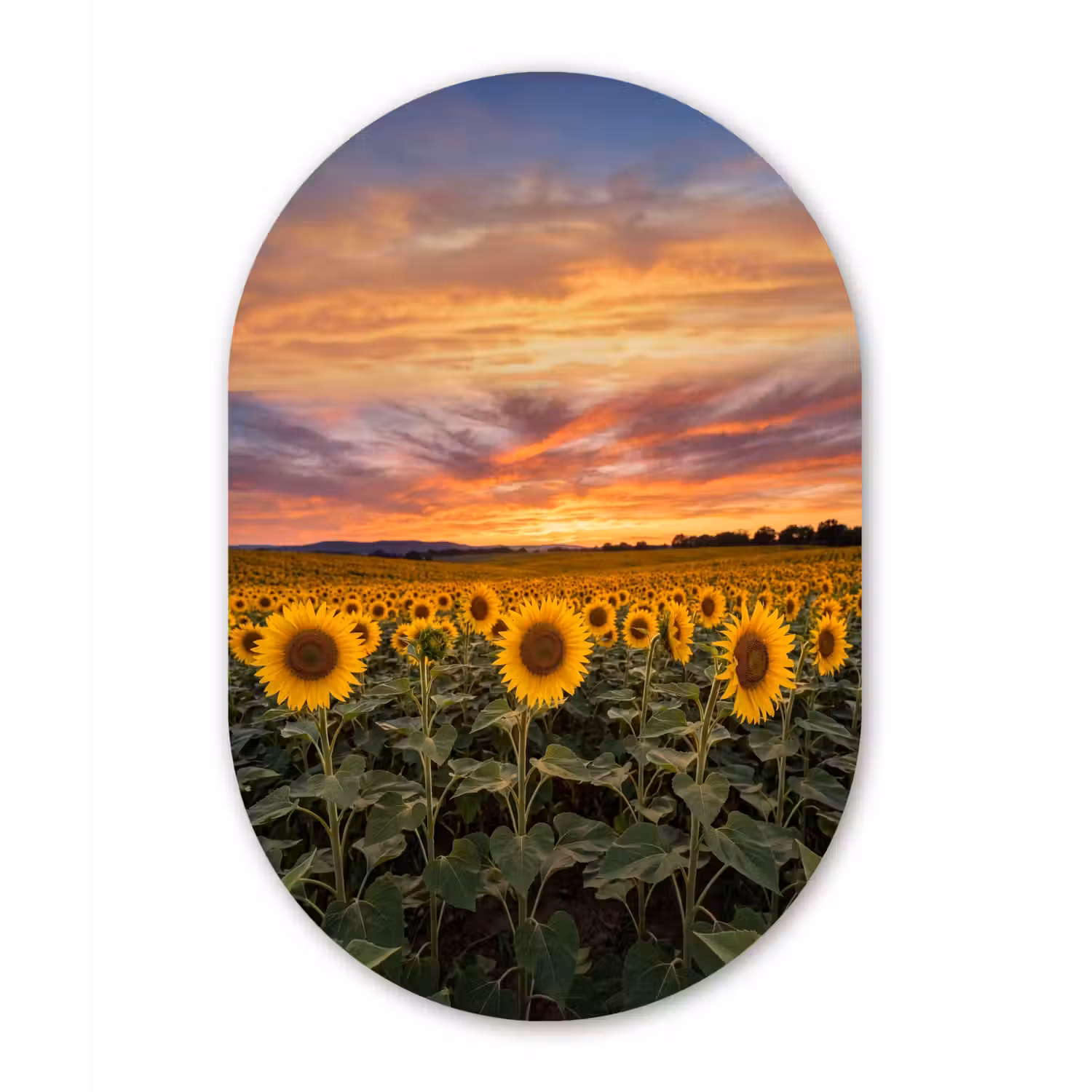 Zonnebloemen - Heuvellandschap - Geel Wandcirkel Ovaal Forex klein -3d