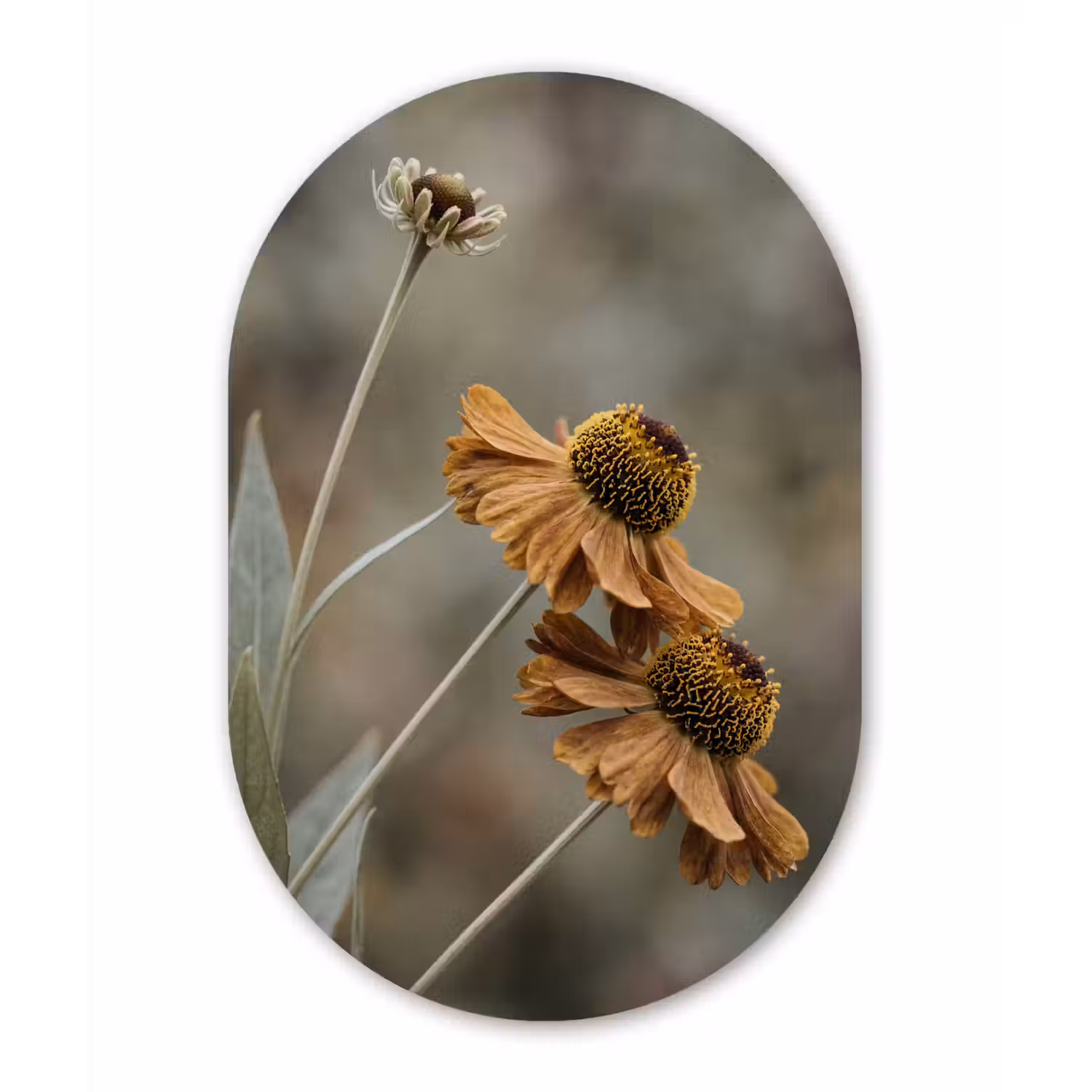 Zonnehoed - Droogbloemen - Geel - Warm Wandcirkel Ovaal Forex klein -3d