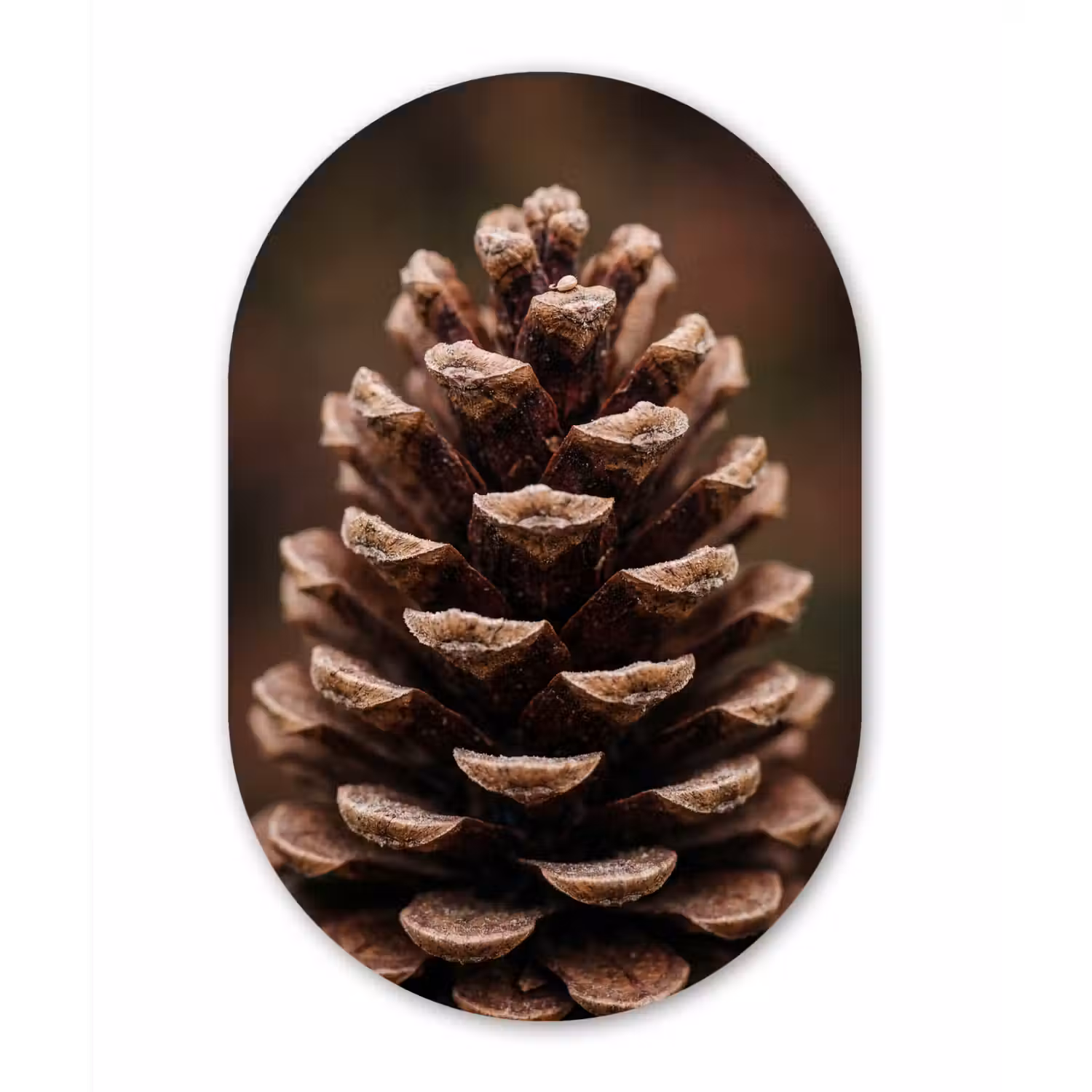Dennenappel - Bos - Herfst - Bruin - Sfeervol Wandcirkel Ovaal Forex klein -3d