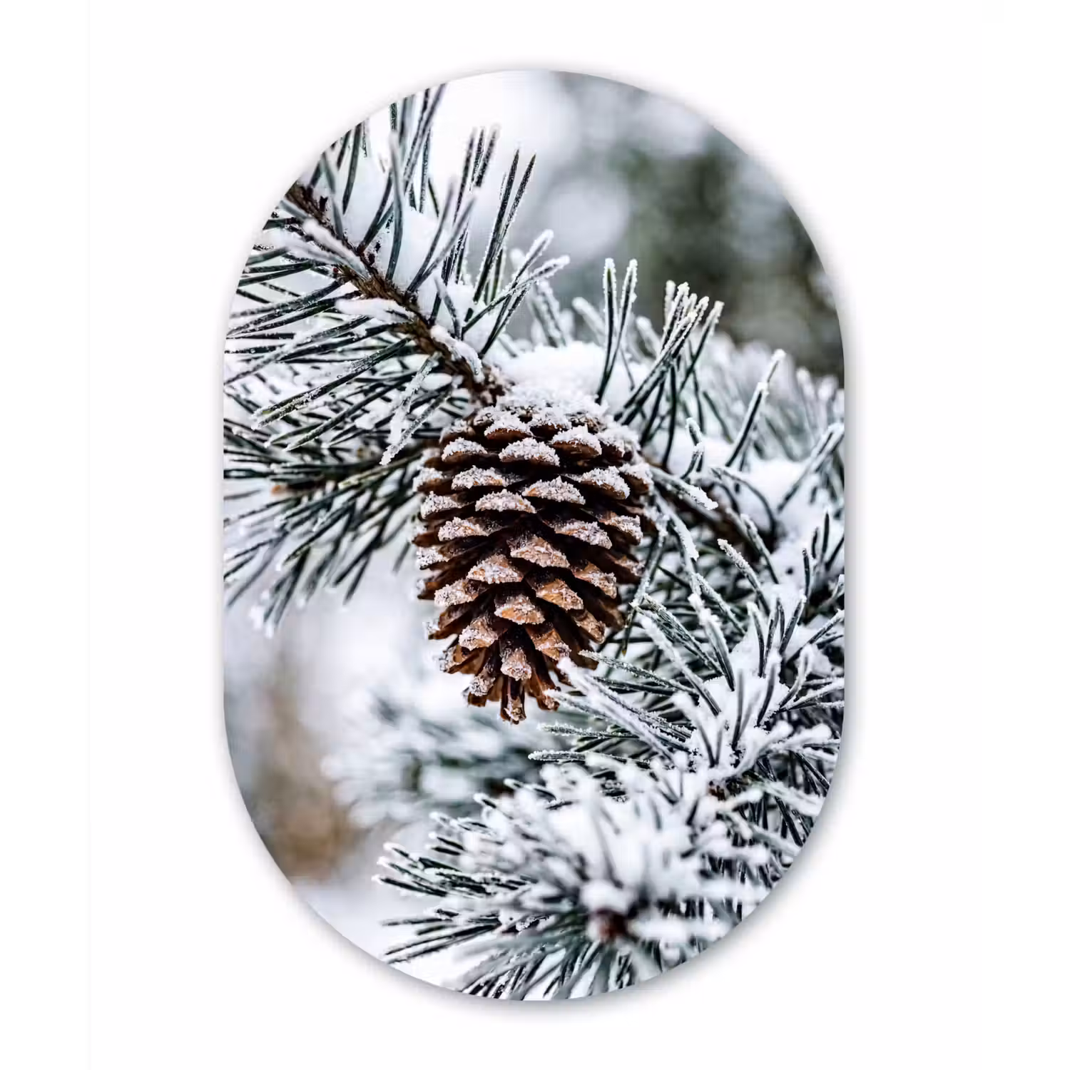 Dennenappel - Tak - Sneeuw - Winter - Sfeervol Wandcirkel Ovaal Forex klein -3d