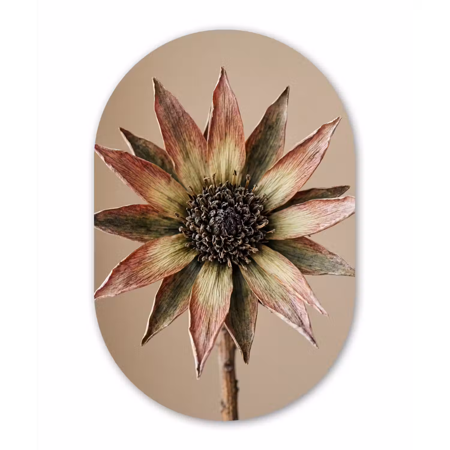 Droogbloem - Protea - Vintage - Beige - Rustiek Wandcirkel Ovaal Forex klein -3d