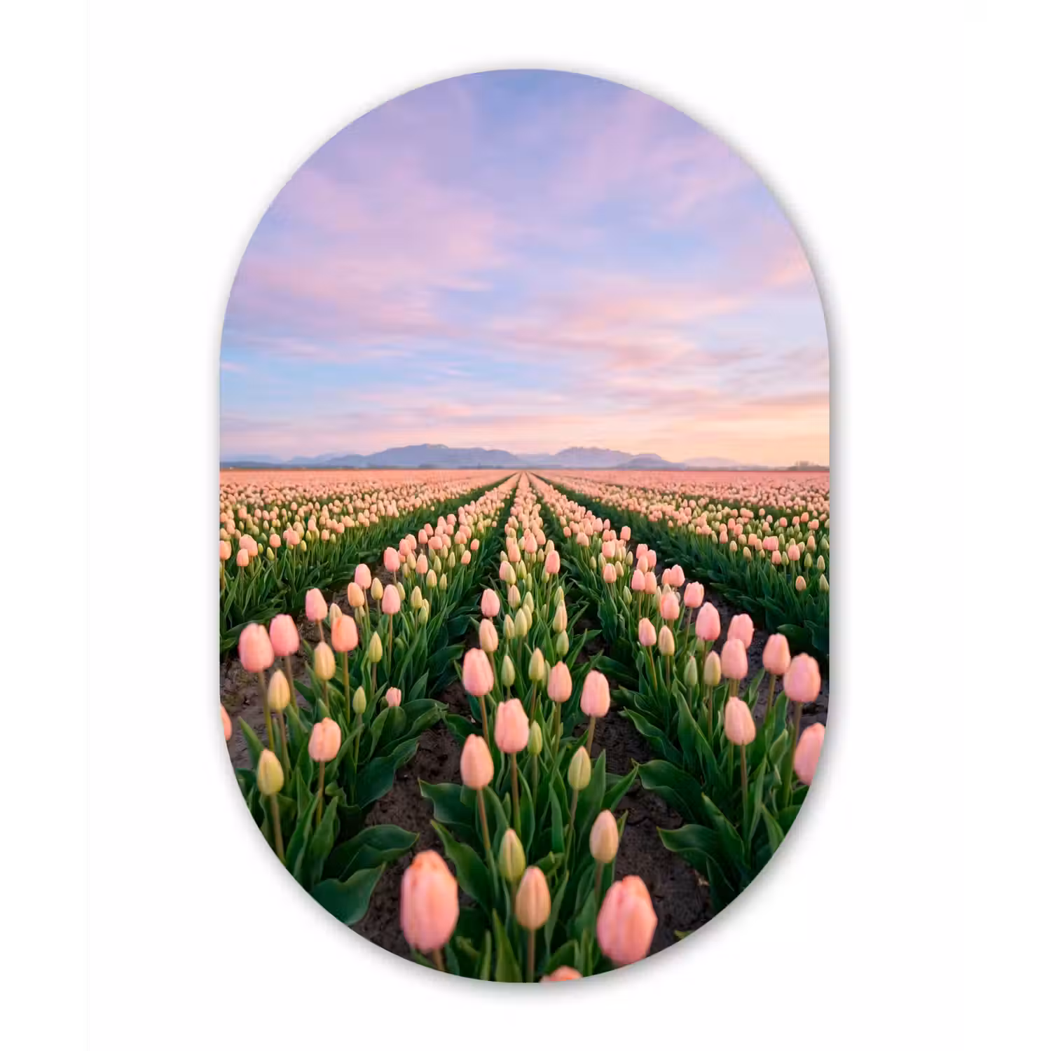 Tulpen - Landschap - Roze Wandcirkel Ovaal Forex klein -3d