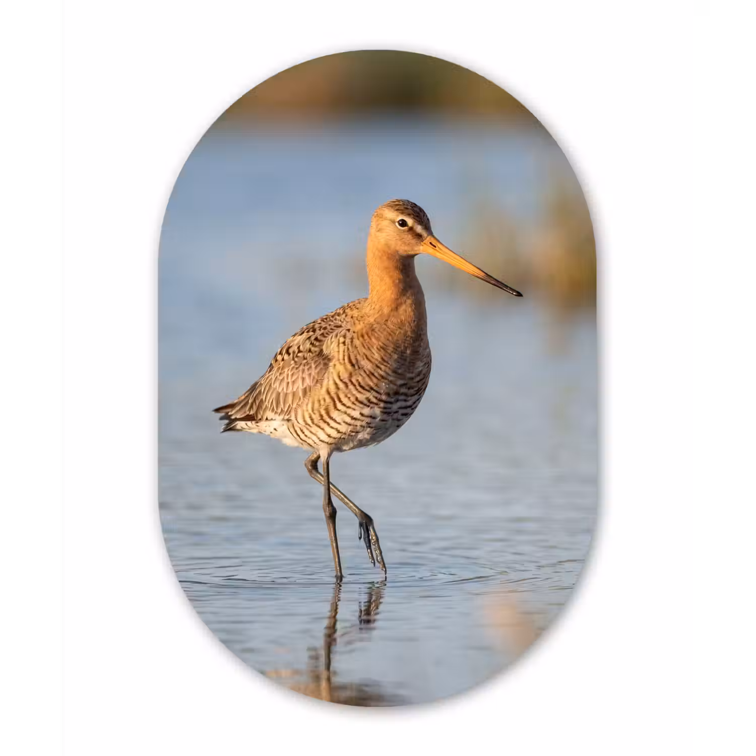 Vogel - Steltloper - Water - Natuur Wandcirkel Ovaal Forex klein -3d