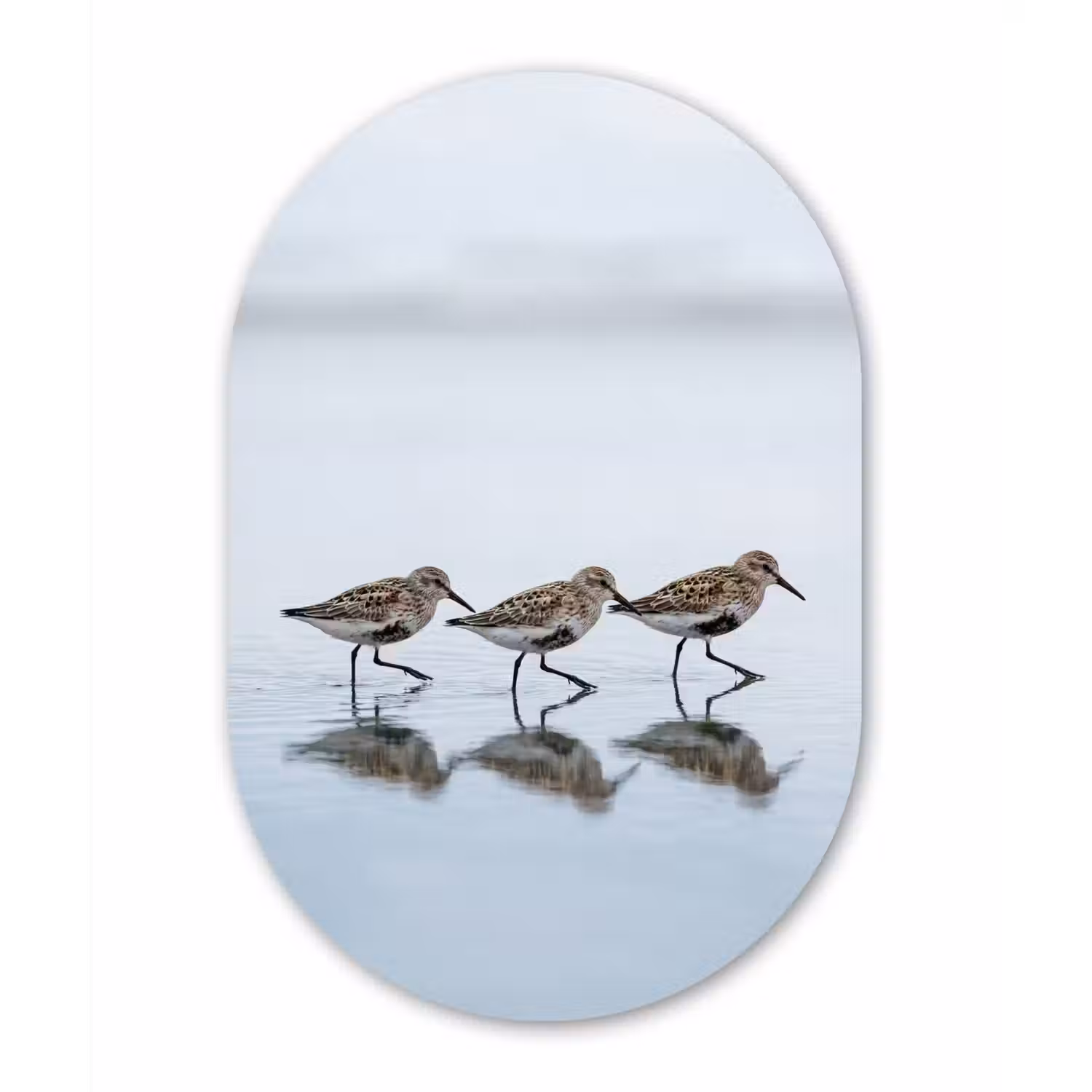 Vogels - Water - Grijs Wandcirkel Ovaal Forex klein -3d