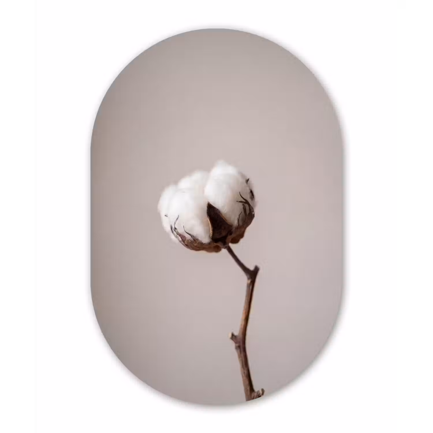 Katoenbol - Minimalistisch - Wit Wandcirkel Ovaal Forex klein -3d