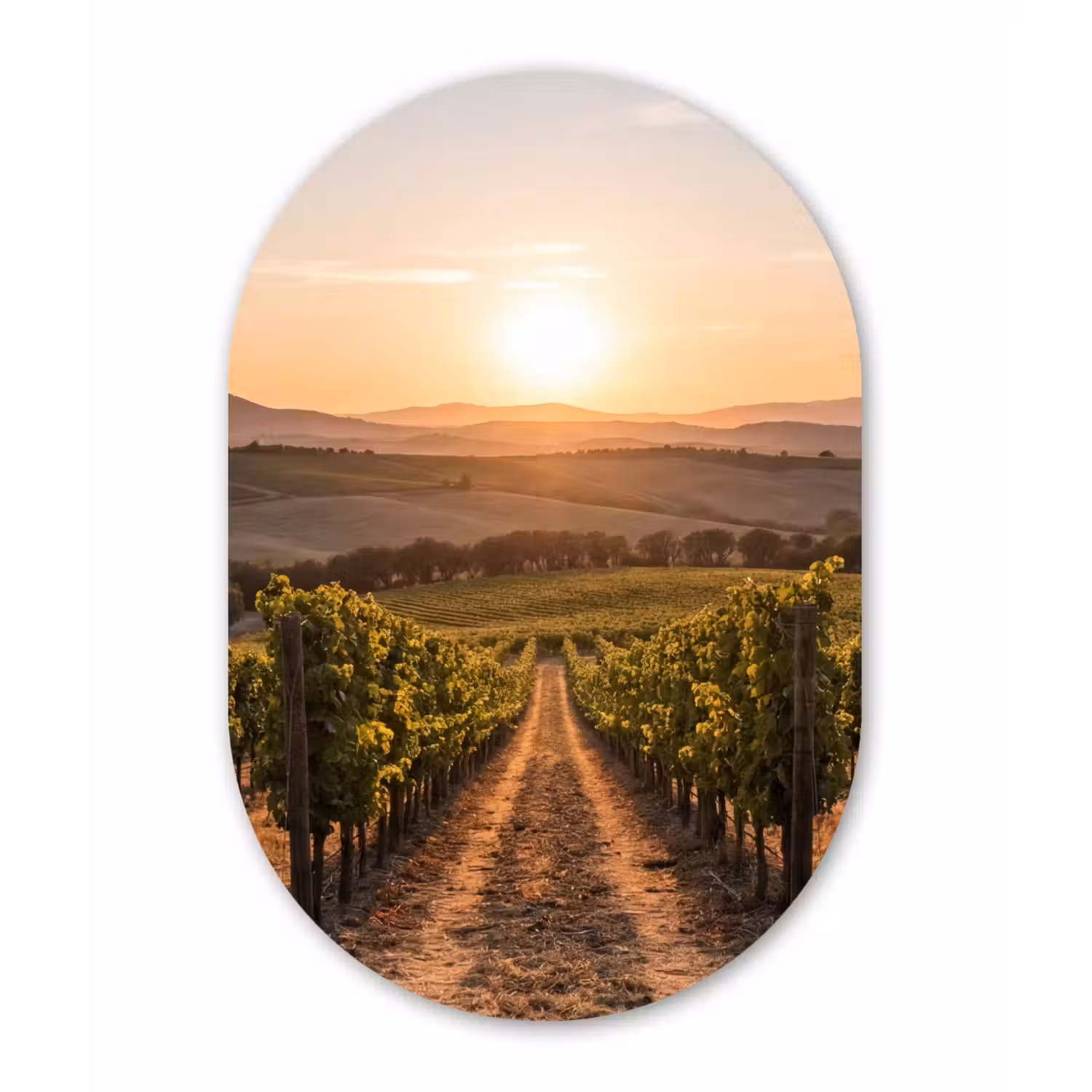 Wijngaard - Zonsondergang - Landschap Wandcirkel Ovaal Forex klein -3d