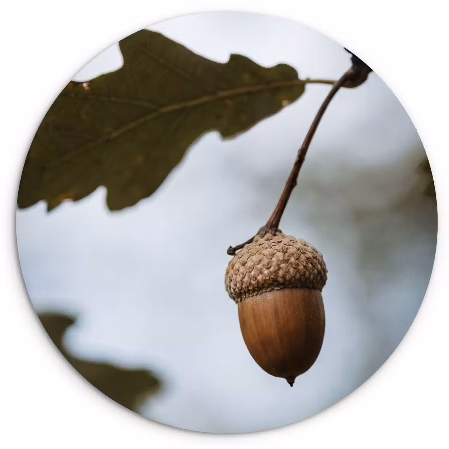 Eikel - Eikenblad - Bos - Herfst - Natuur Wandcirkel kunststof plaat 5mm dik klein -3d