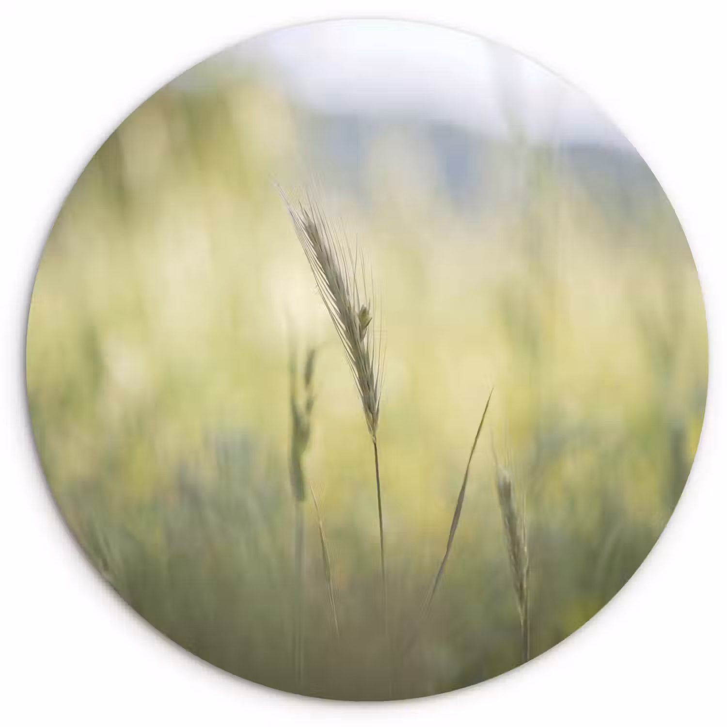 Graan - Aar - Natuur - Groen - Detail Wandcirkel kunststof plaat 5mm dik klein -3d