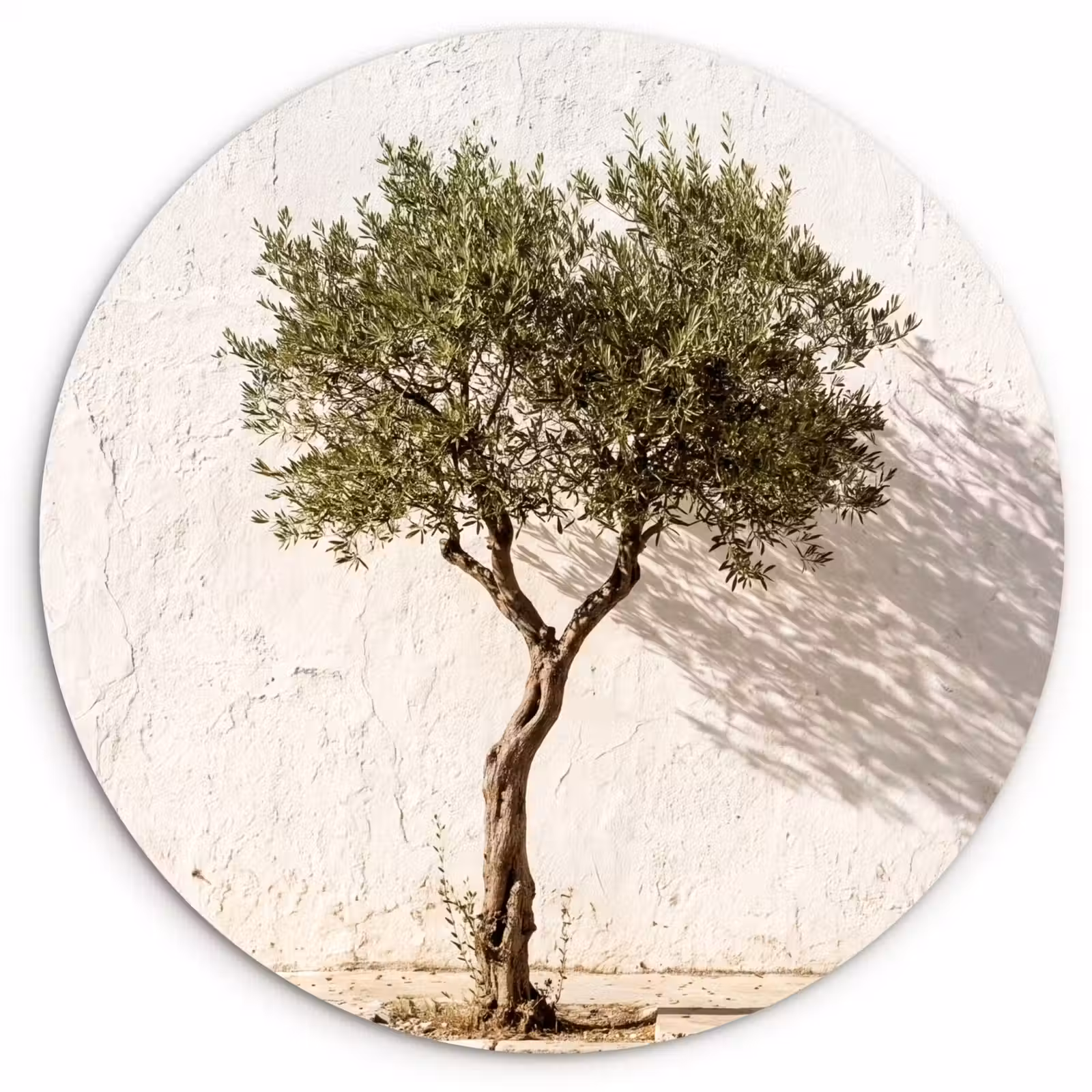 Forexbild Rund - Olivenbaum – Wand – weiß - Olijfboom - muur - wit Wandcirkel kunststof plaat 5mm dik klein