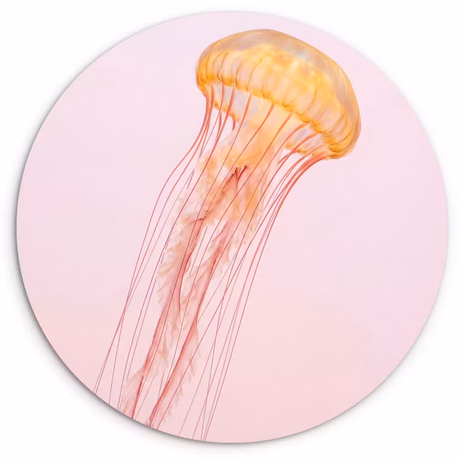 Sierlijk - Kwal - Roze Wandcirkel kunststof plaat 5mm dik klein -3d