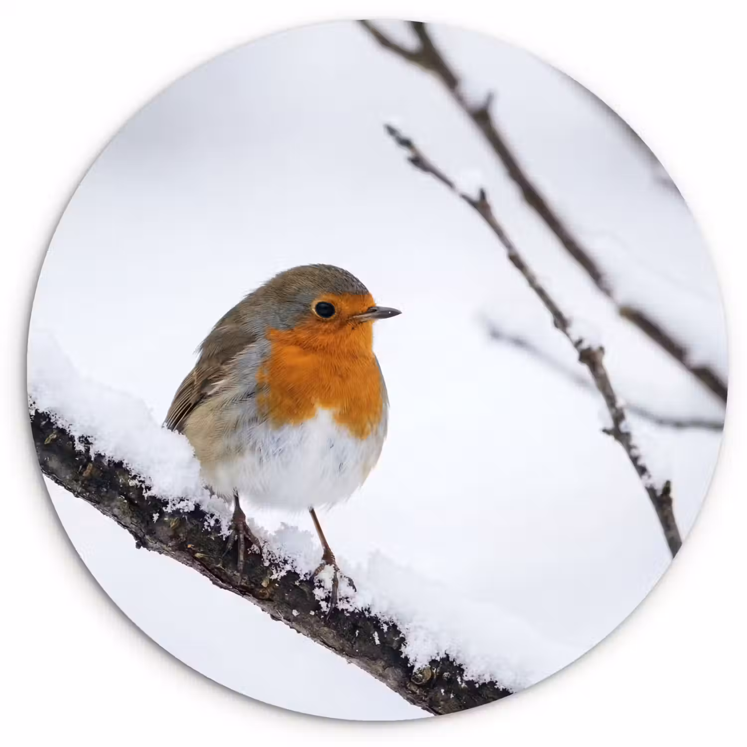 Roodborstje - Tak - Sneeuw - Winter - Levendig Wandcirkel kunststof plaat 5mm dik klein -3d