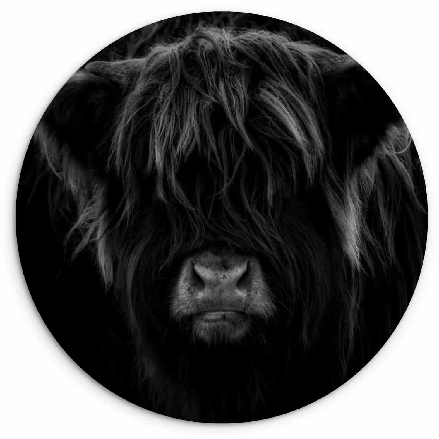 Schotse hooglander - Koe - Zwart - Wit - Dieren Wandcirkel kunststof plaat 5mm dik klein -3d