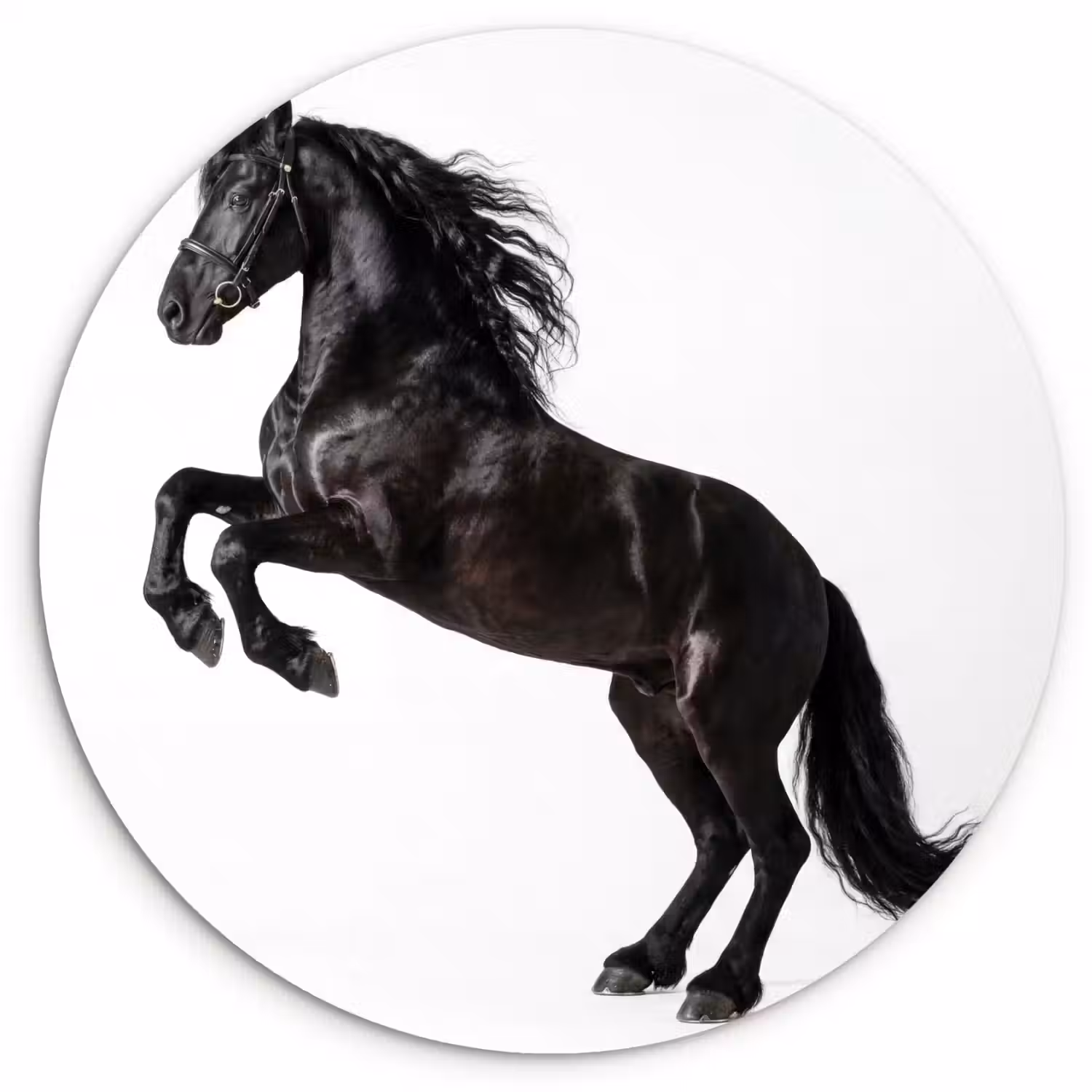 Zwart - Paard - Portret Wandcirkel kunststof plaat 5mm dik klein -3d