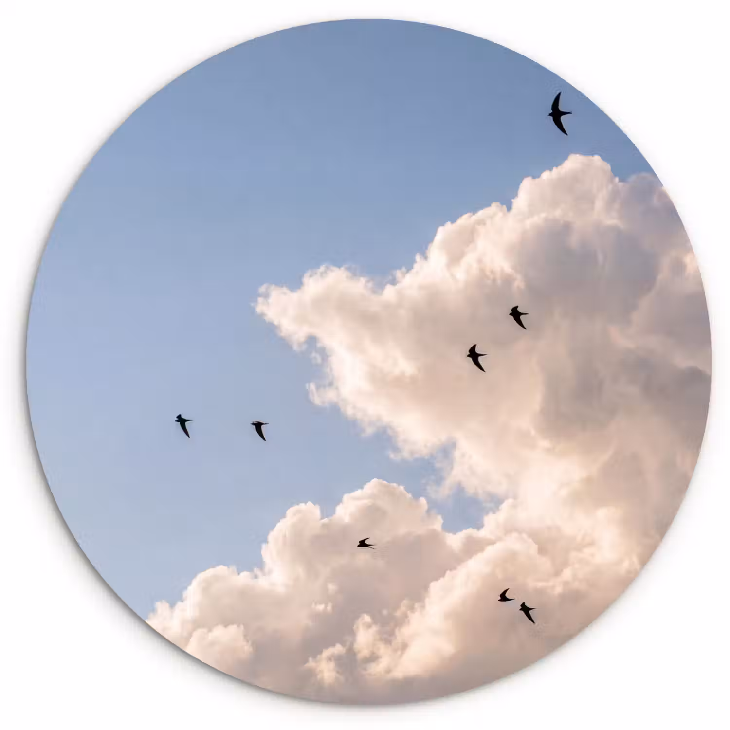 Vogel - Vlucht - Wolken - Natuur - Blauw Wandcirkel kunststof plaat 5mm dik klein -3d