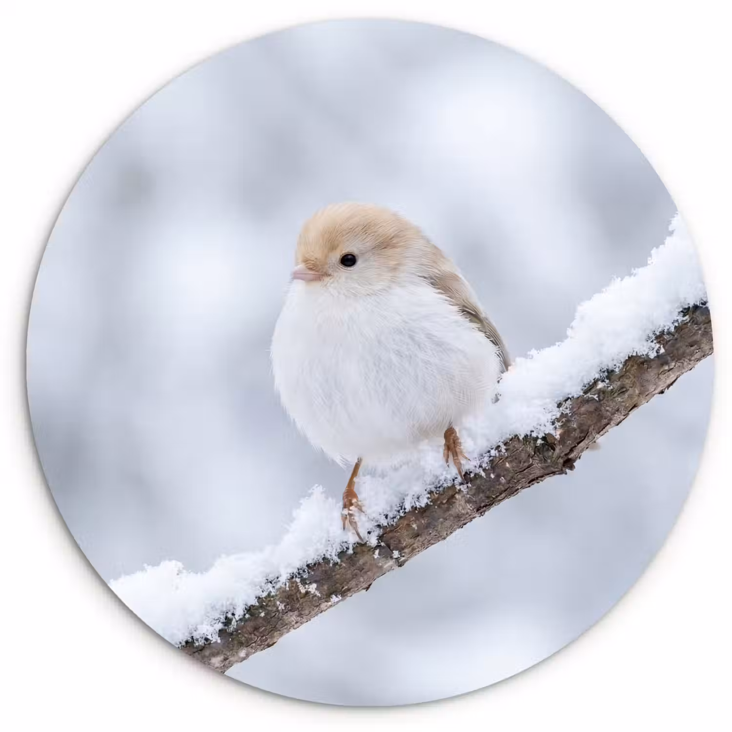 Vogeltje - Sneeuw - Tak - Winter - Zacht Wandcirkel kunststof plaat 5mm dik klein -3d