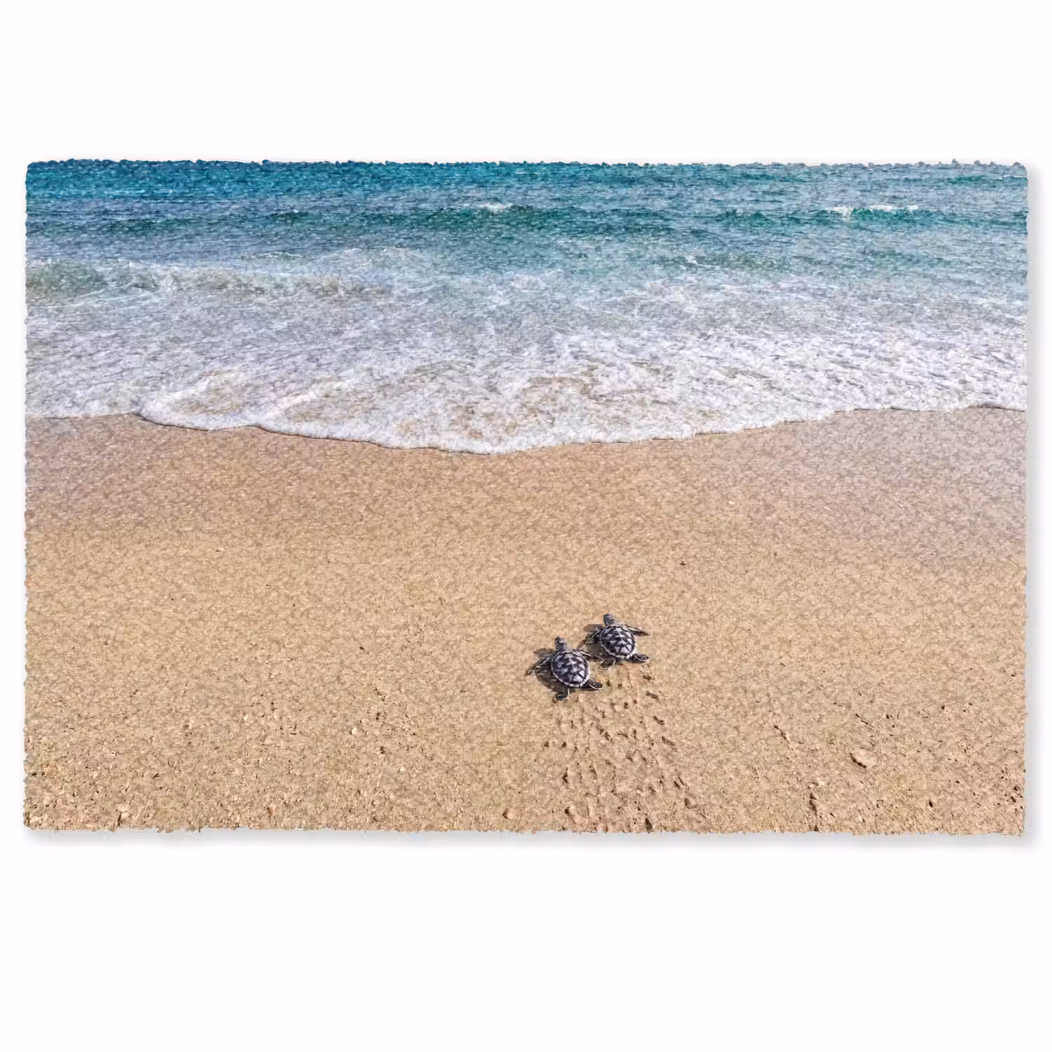 Schildpad - Jong - Strand - Oceaan - Blauw Deurmat klein -zkaufland3d