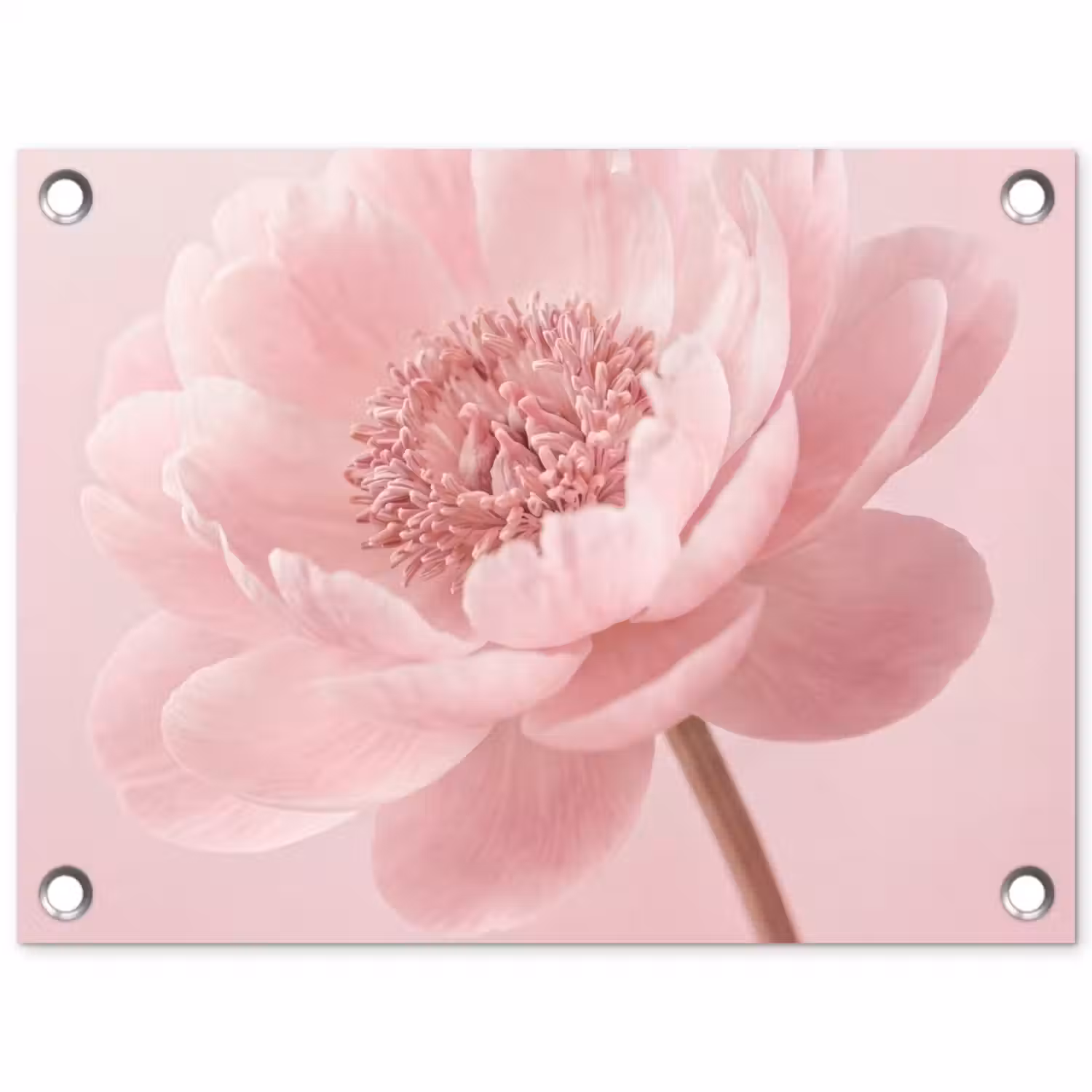 Bloem - Pioenroos - Roze tuinposter los doek klein -3d