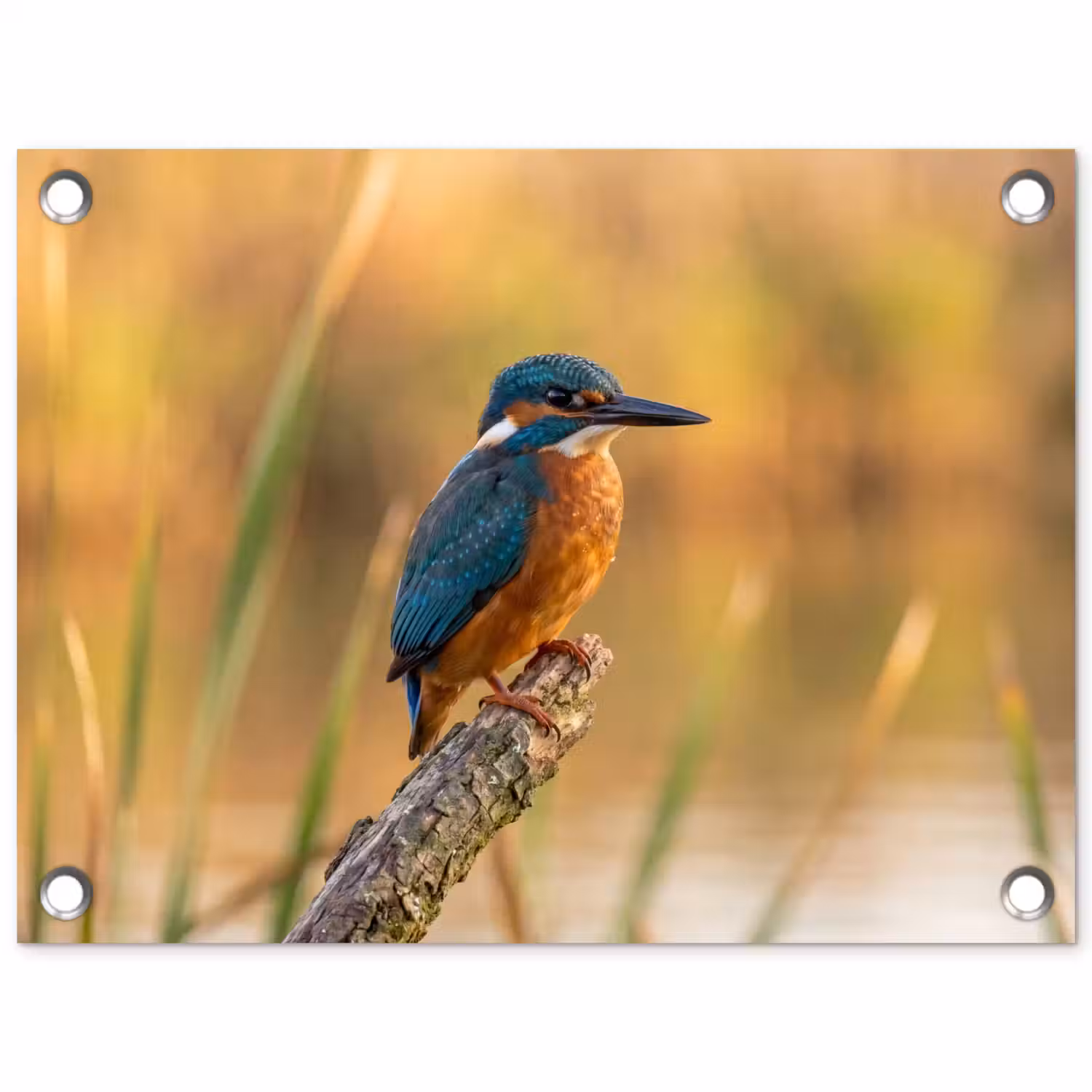 IJsvogel - Tak - Water - Kleurrijk - Levendig tuinposter los doek klein -3d