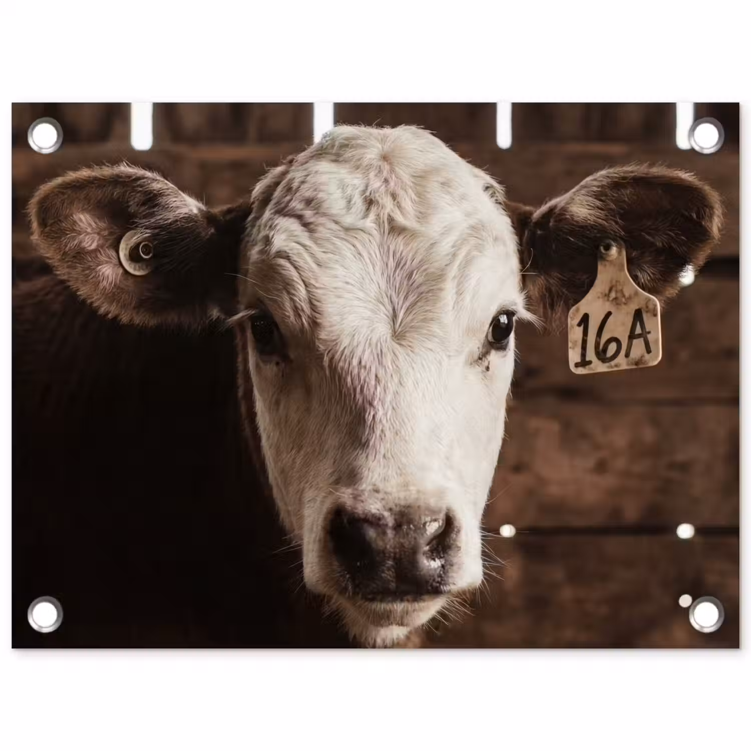 Kalf - Oormerk - Houten stal tuinposter los doek klein -3d