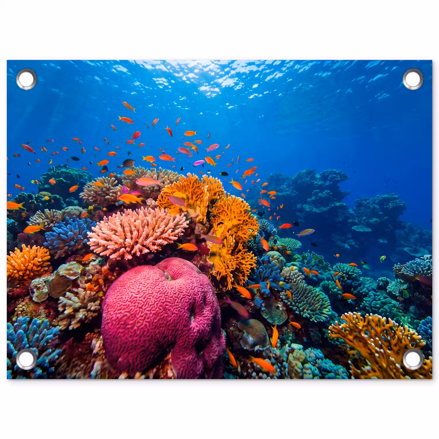 Koraal - Vissen - Oceaan - Natuur - Kleurrijk tuinposter los doek klein -3d
