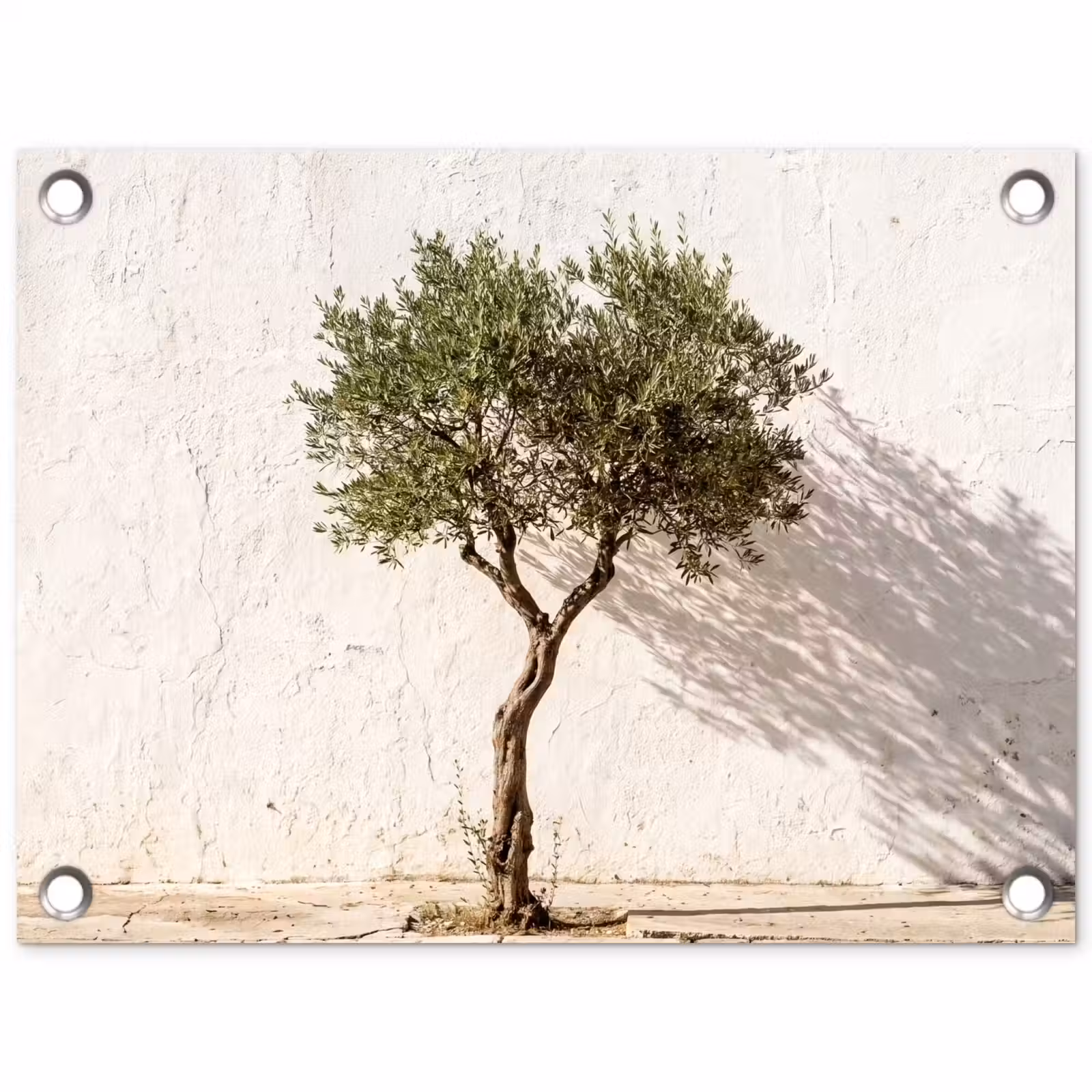 Gartenposter - Olivenbaum – Wand – weiß - Olijfboom - muur - wit tuinposter los doek klein