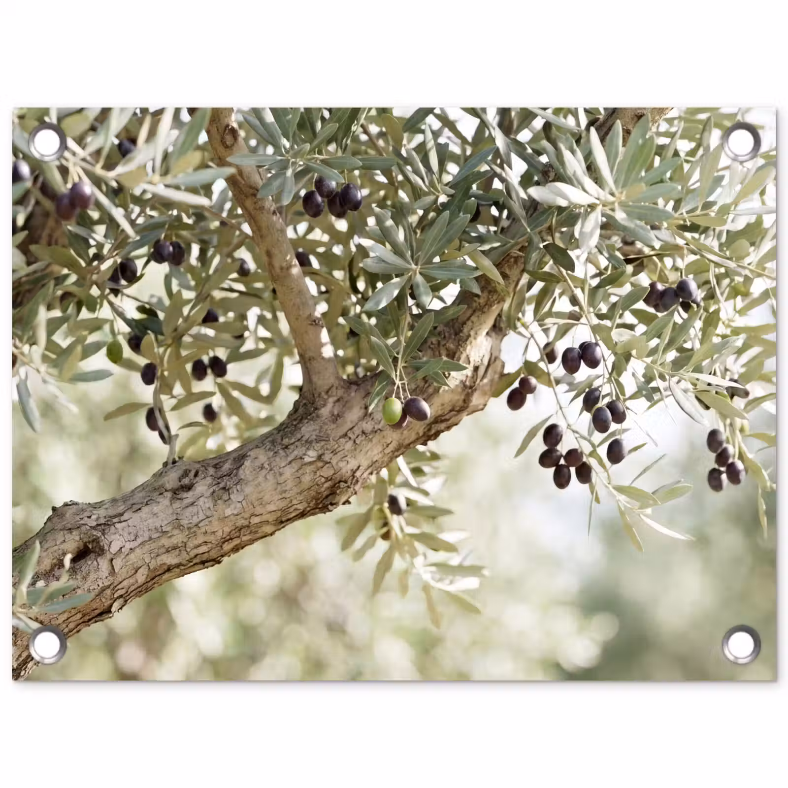Gartenposter - Olivenbaum – Zweig – grün - Olijfboom - tak - groen tuinposter los doek klein