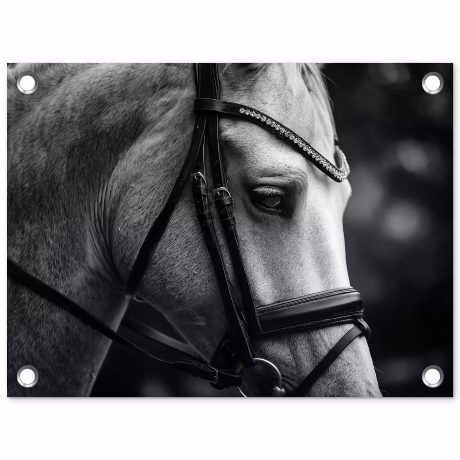 Paard - Schimmel - Portret tuinposter los doek klein -3d
