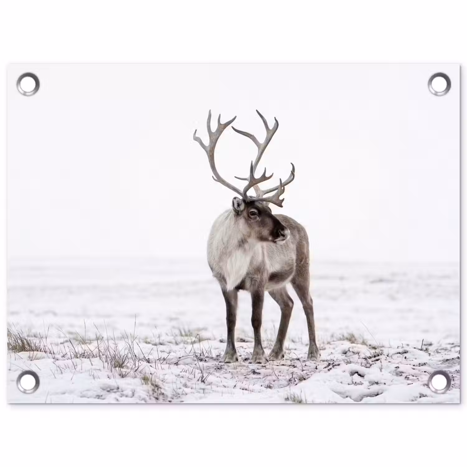 Rendier - Gewei - Sneeuw - Winter tuinposter los doek klein -3d