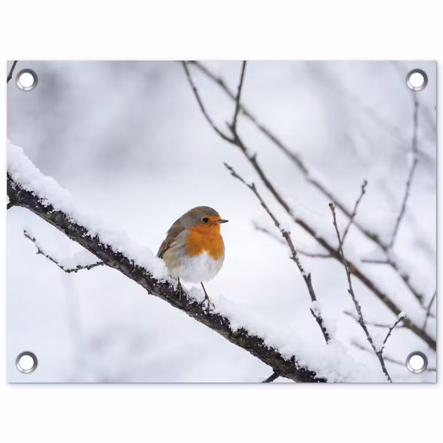 Roodborstje - Tak - Sneeuw - Winter - Levendig tuinposter los doek klein -3d