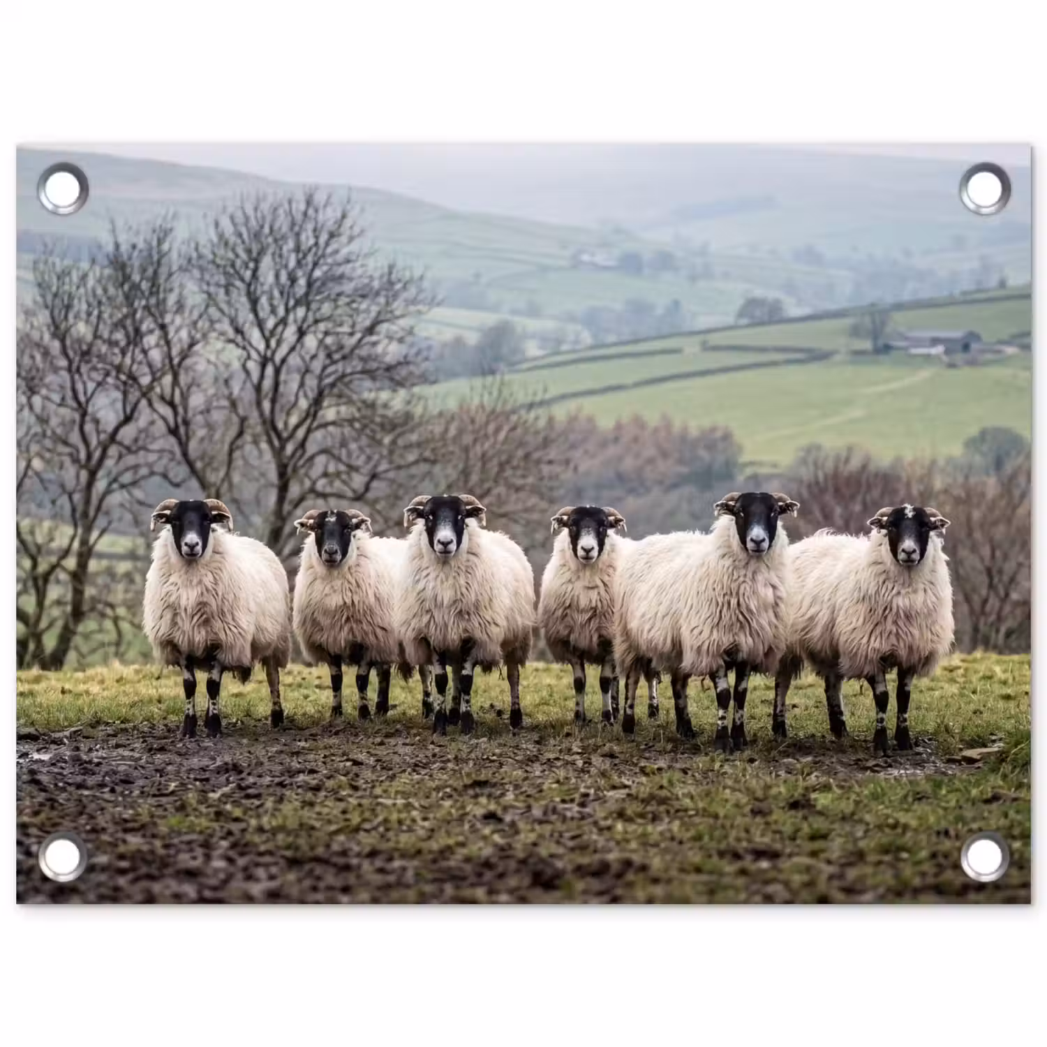 Schapen - Rij - Weide - Dieren - Platteland tuinposter los doek klein -3d