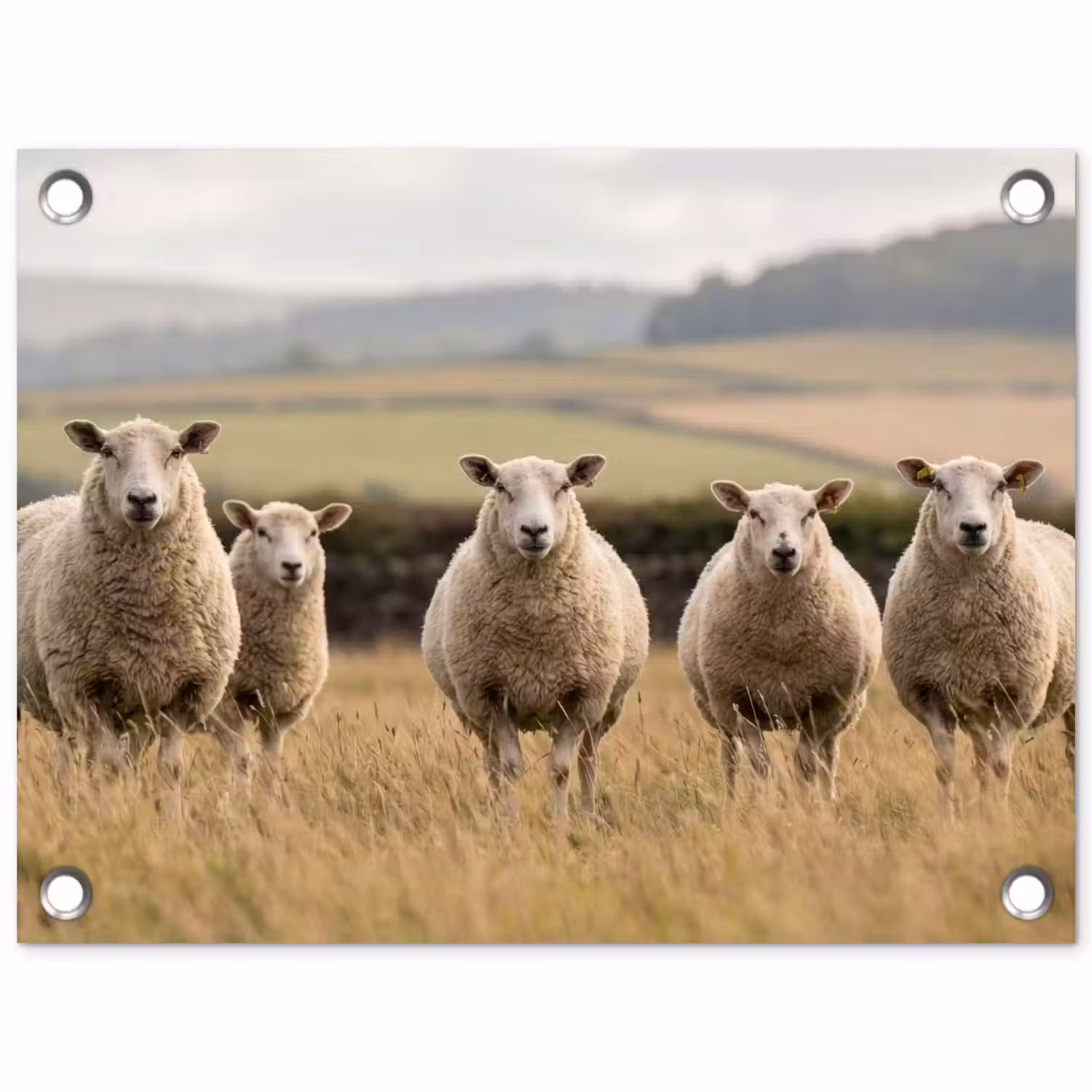 Schapen - Weidenlandschap - Heuvels tuinposter los doek klein -3d