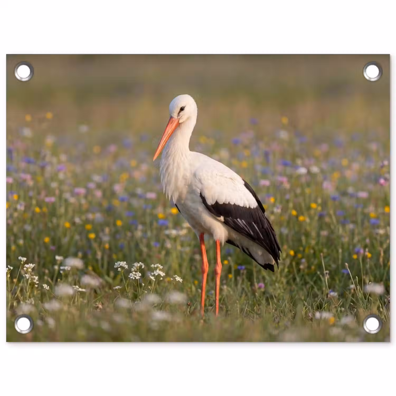 Ooienvaar - Bloemen - Weide - Kleurrijk tuinposter los doek klein -3d