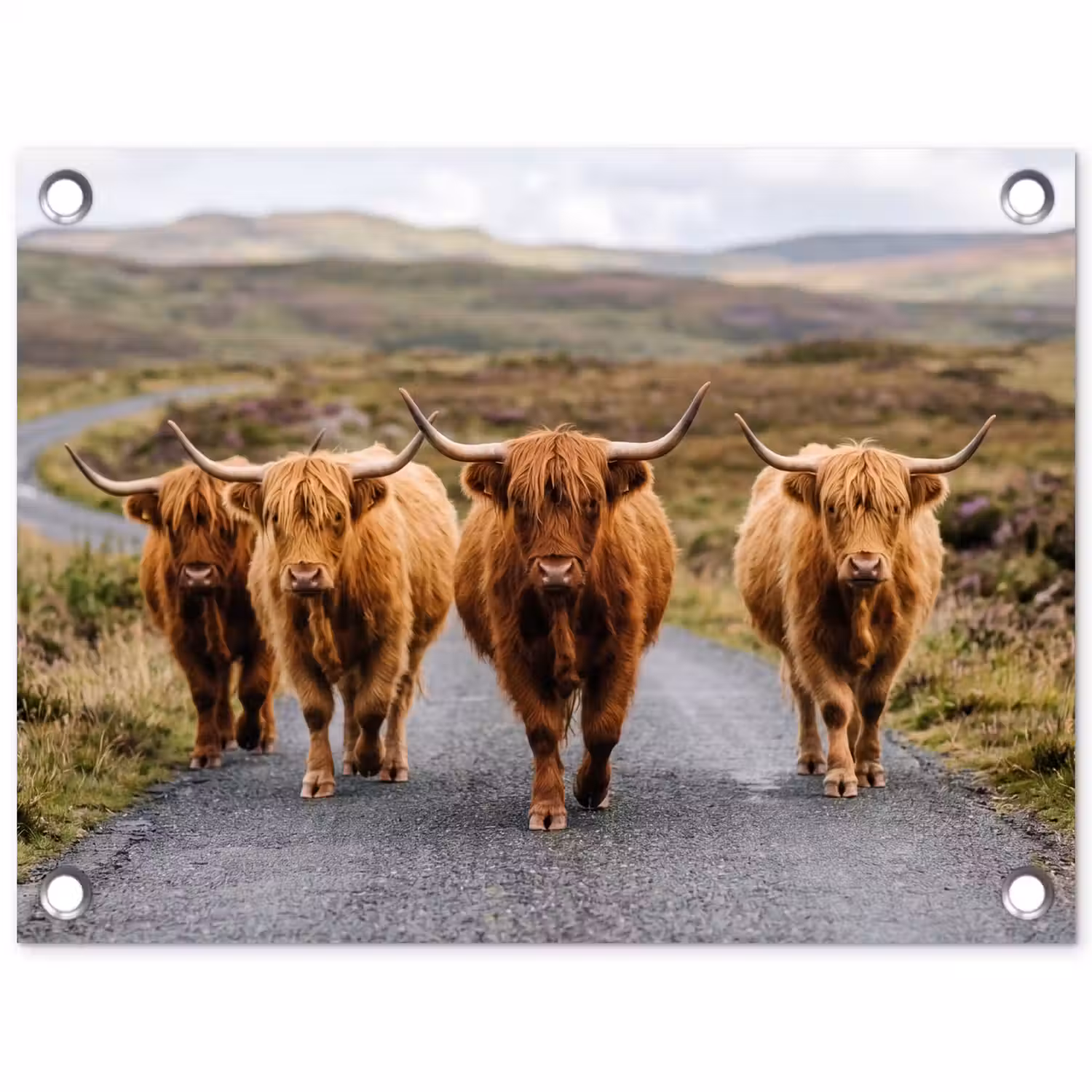 Schotse Hooglanders - Weg - Landschap - Kudde tuinposter los doek klein -3d