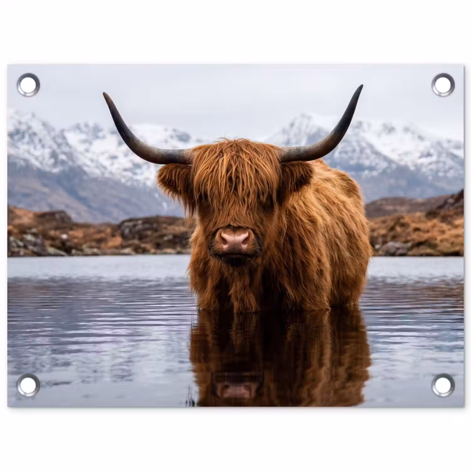 Schotse hooglander - Bruin - Water tuinposter los doek klein -3d