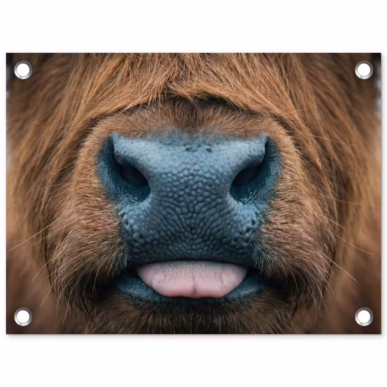 Schotse hooglander - Neus - Bruin tuinposter los doek klein -3d