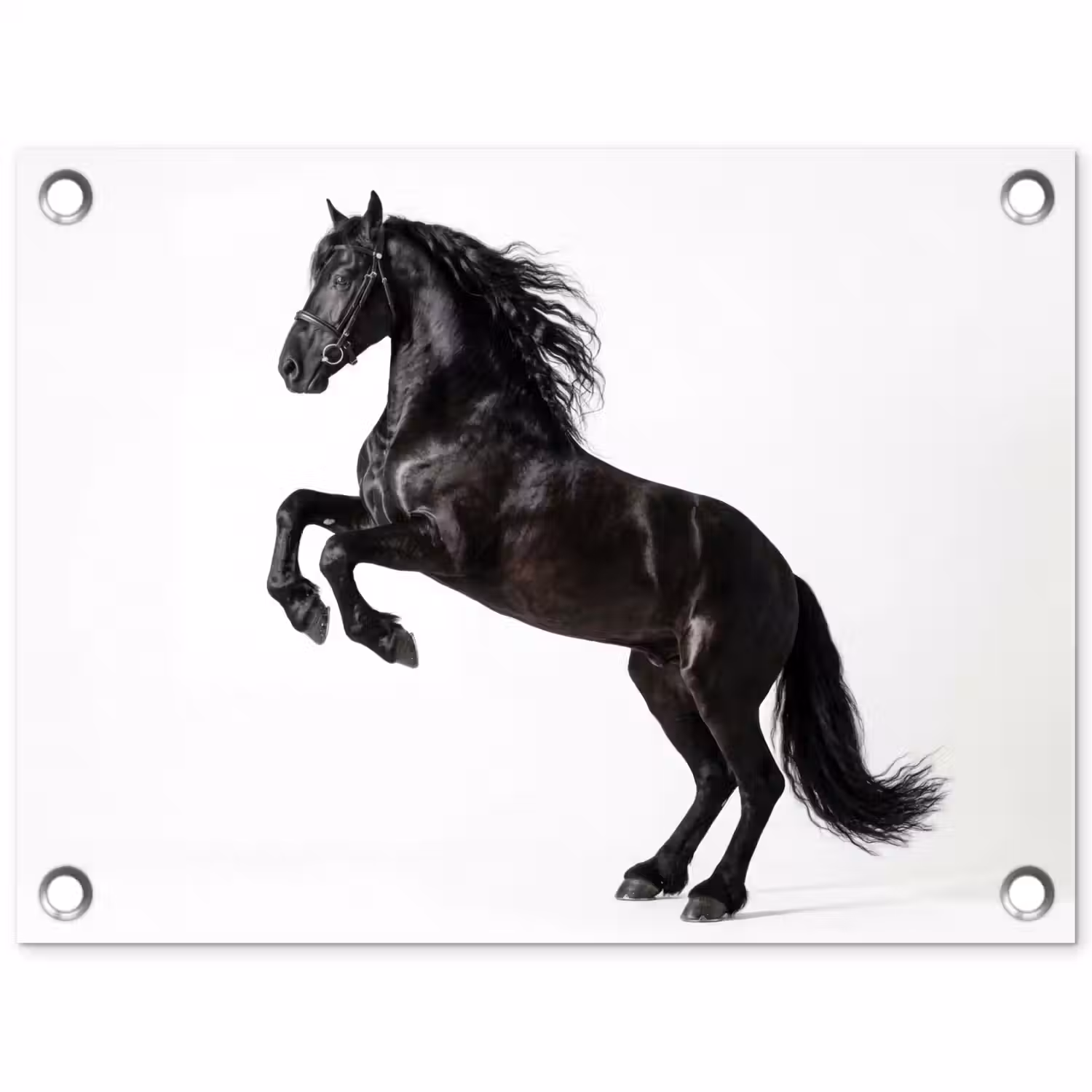 Zwart - Paard - Portret tuinposter los doek klein -3d