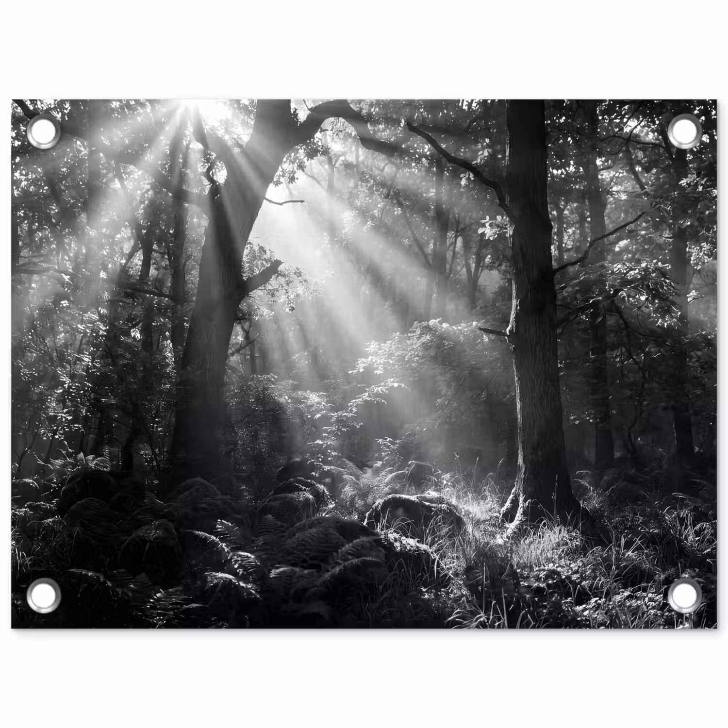 Bos - Lichtstralen - Natuur - Zwart-wit tuinposter los doek klein -3d