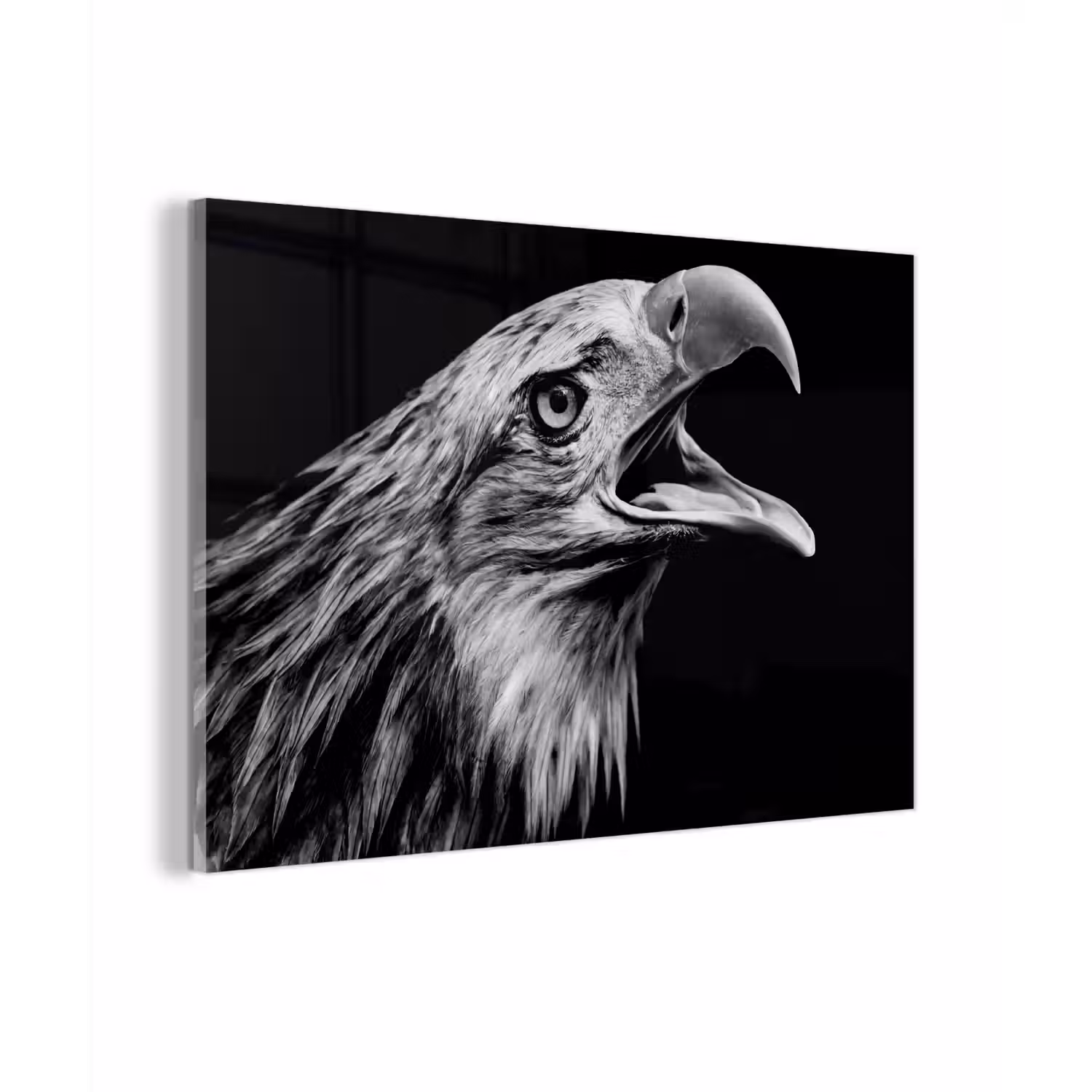 Adelaar - Portret - Roofvogels - Zwart - Wit - Vogel plexiglas 5mm klein -zzzproduct_nieuw