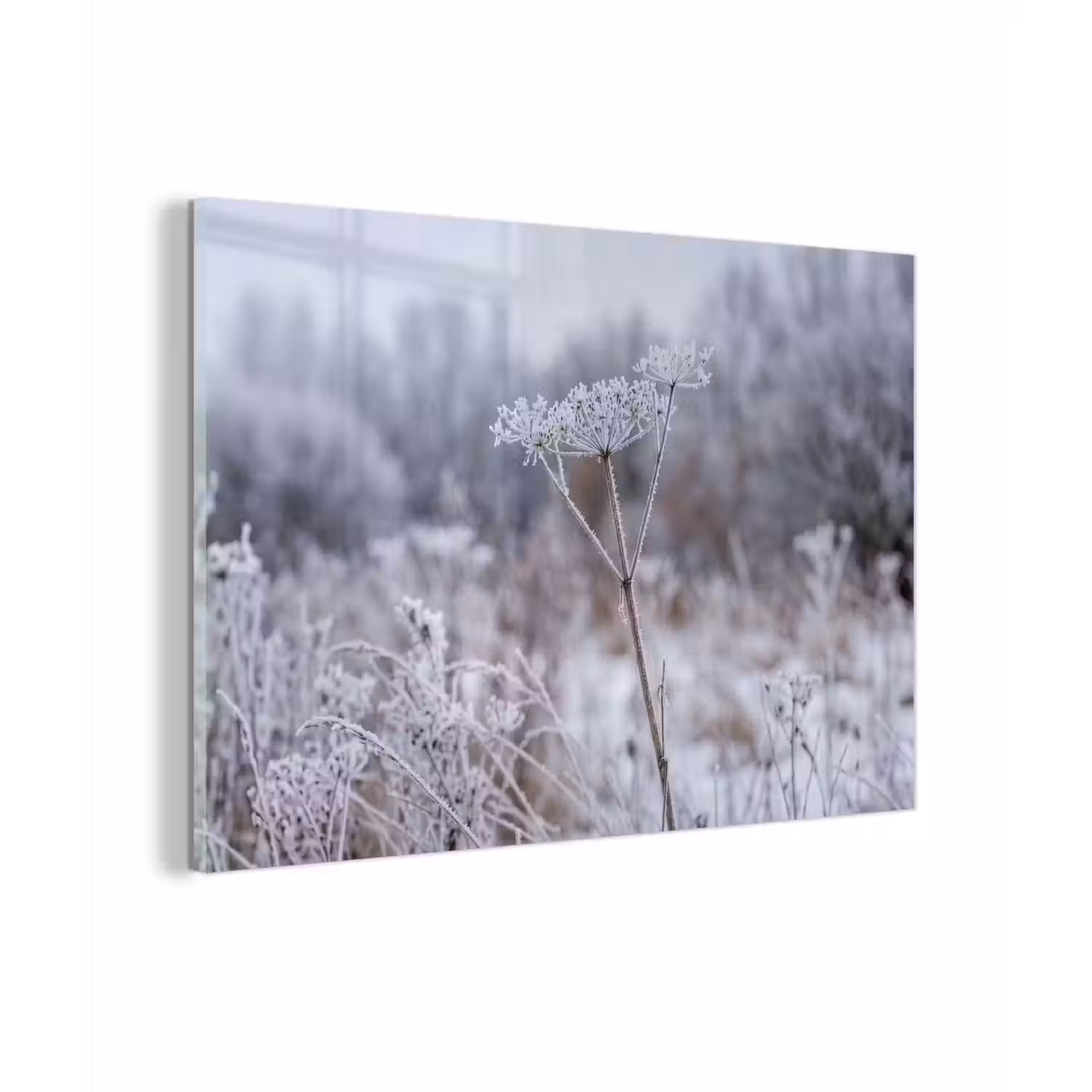 Schermbloem - Rijp - Kristallen - Winter - Delicaat plexiglas 5mm klein -zzzproduct_nieuw