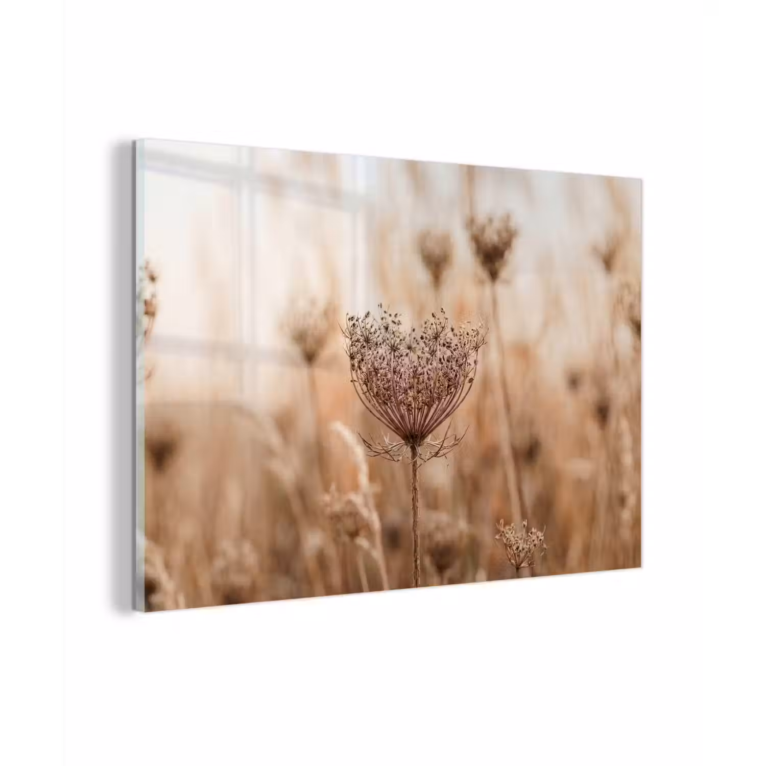 Schermbloem - Droogbloem - Winter - Beige - Minimalistisch plexiglas 5mm klein -zzzproduct_nieuw