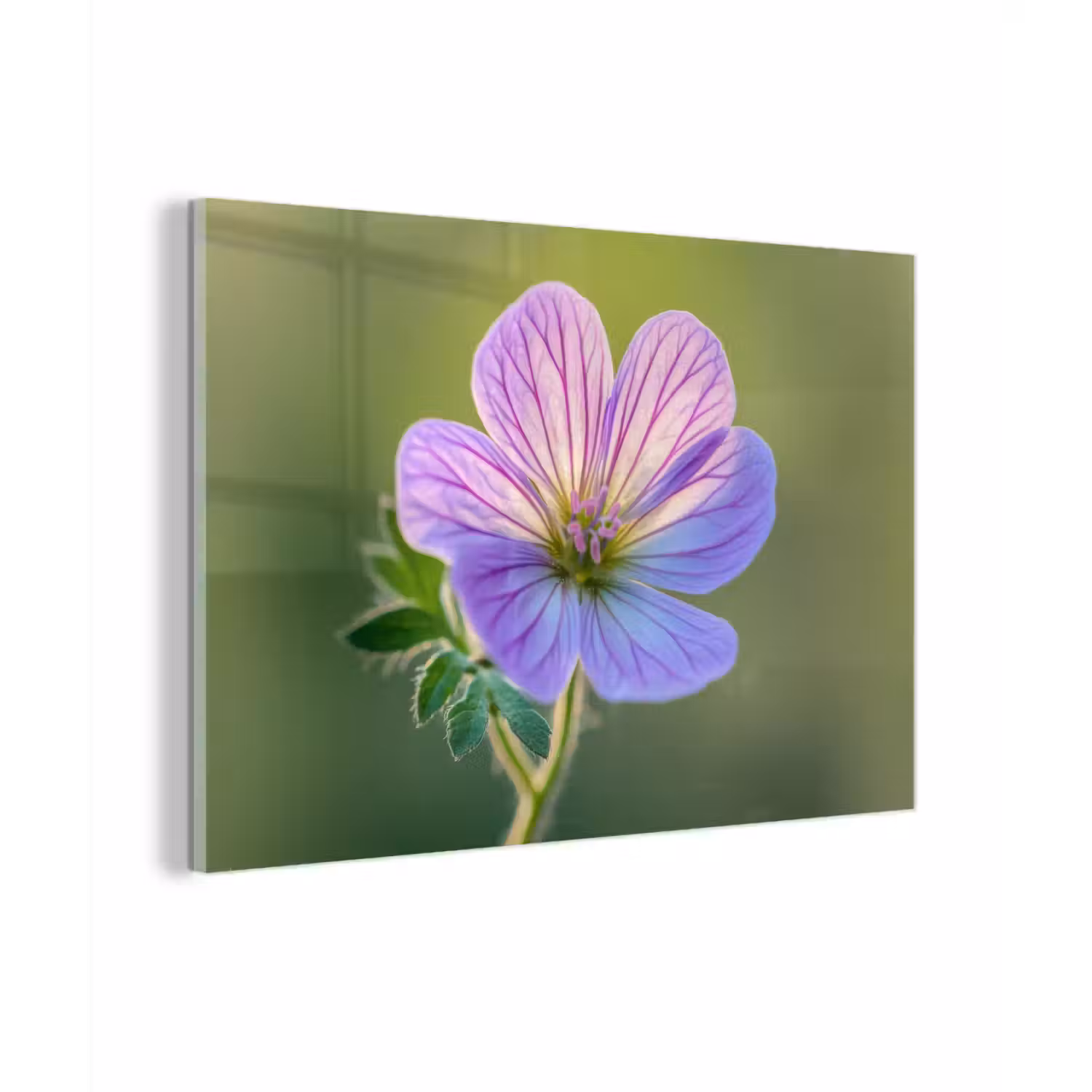 Bloem - Close up - Paars plexiglas 5mm klein -zzzproduct_nieuw