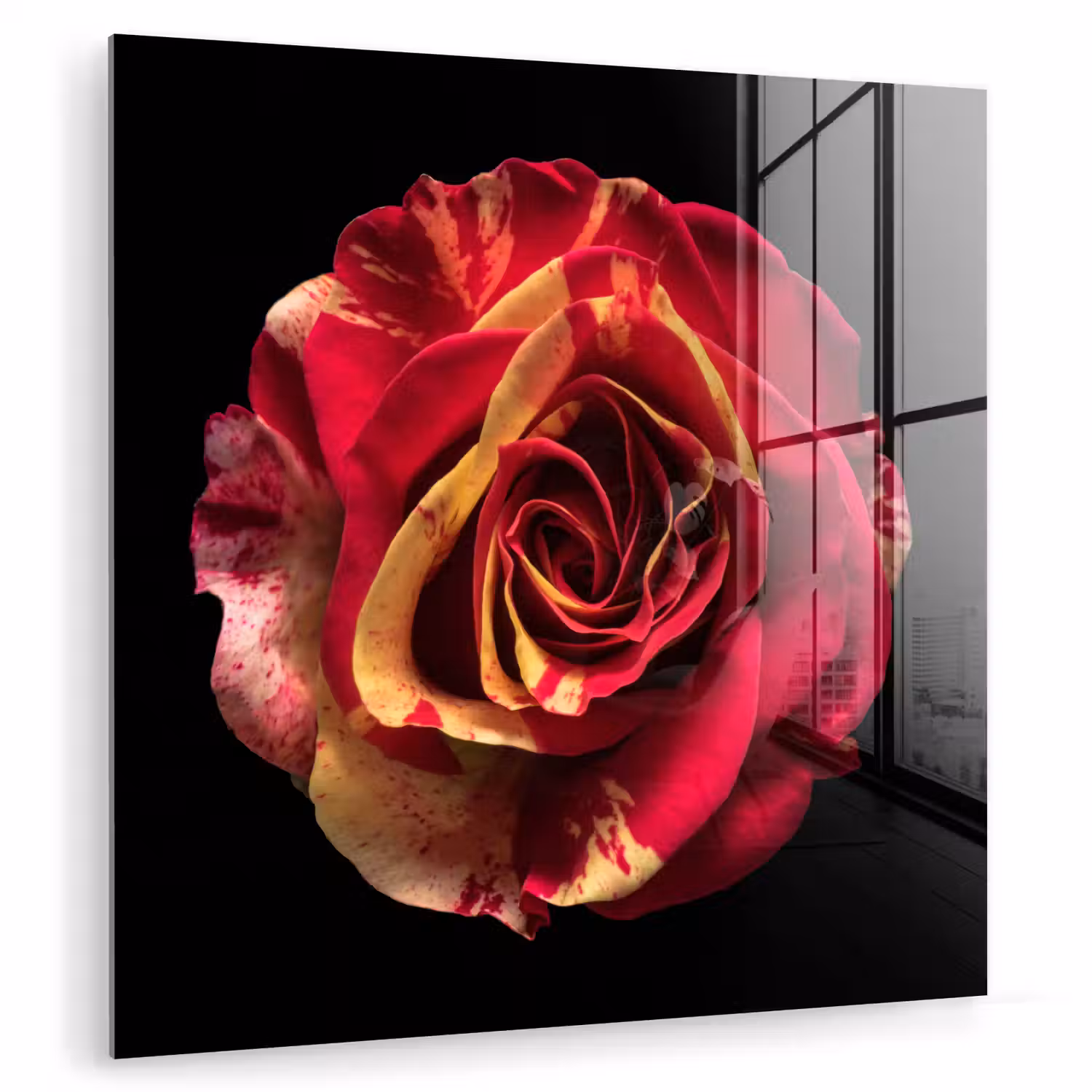 Bloem - Roos - Rood - Zwart plexiglas 5mm klein -zzzproduct_nieuw